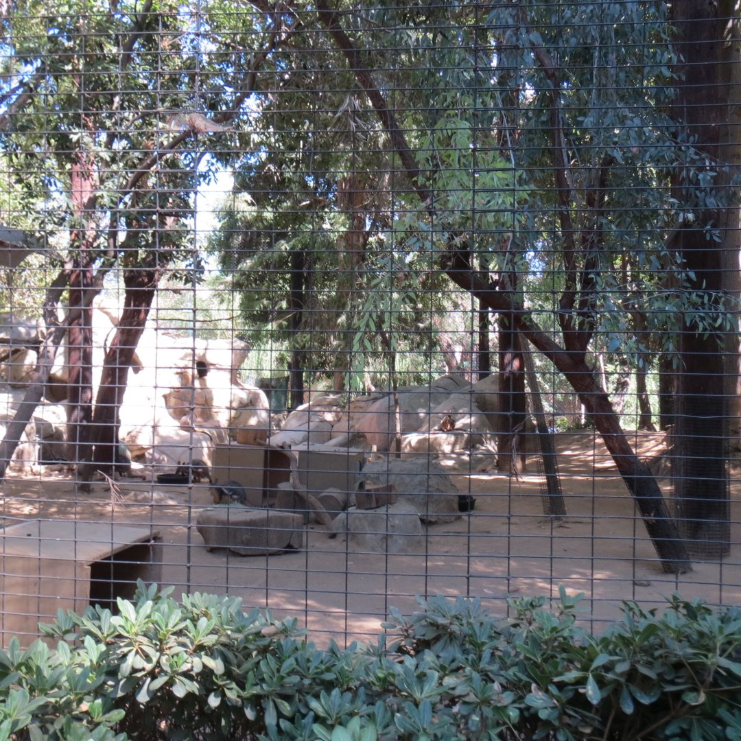 Yellow Footed Rock Wallaby Exhibit