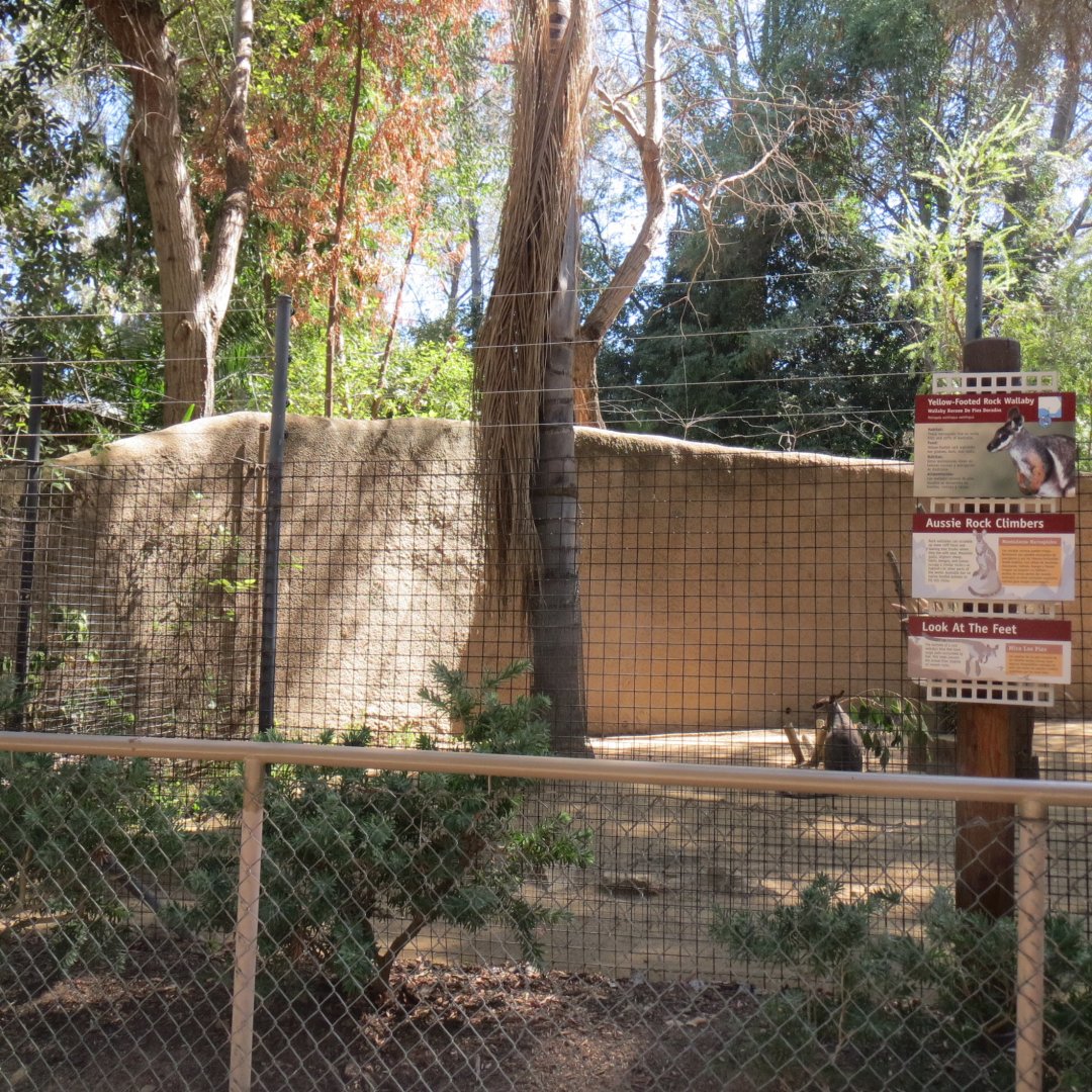 Yellow Footed Rock Wallaby Exhibit