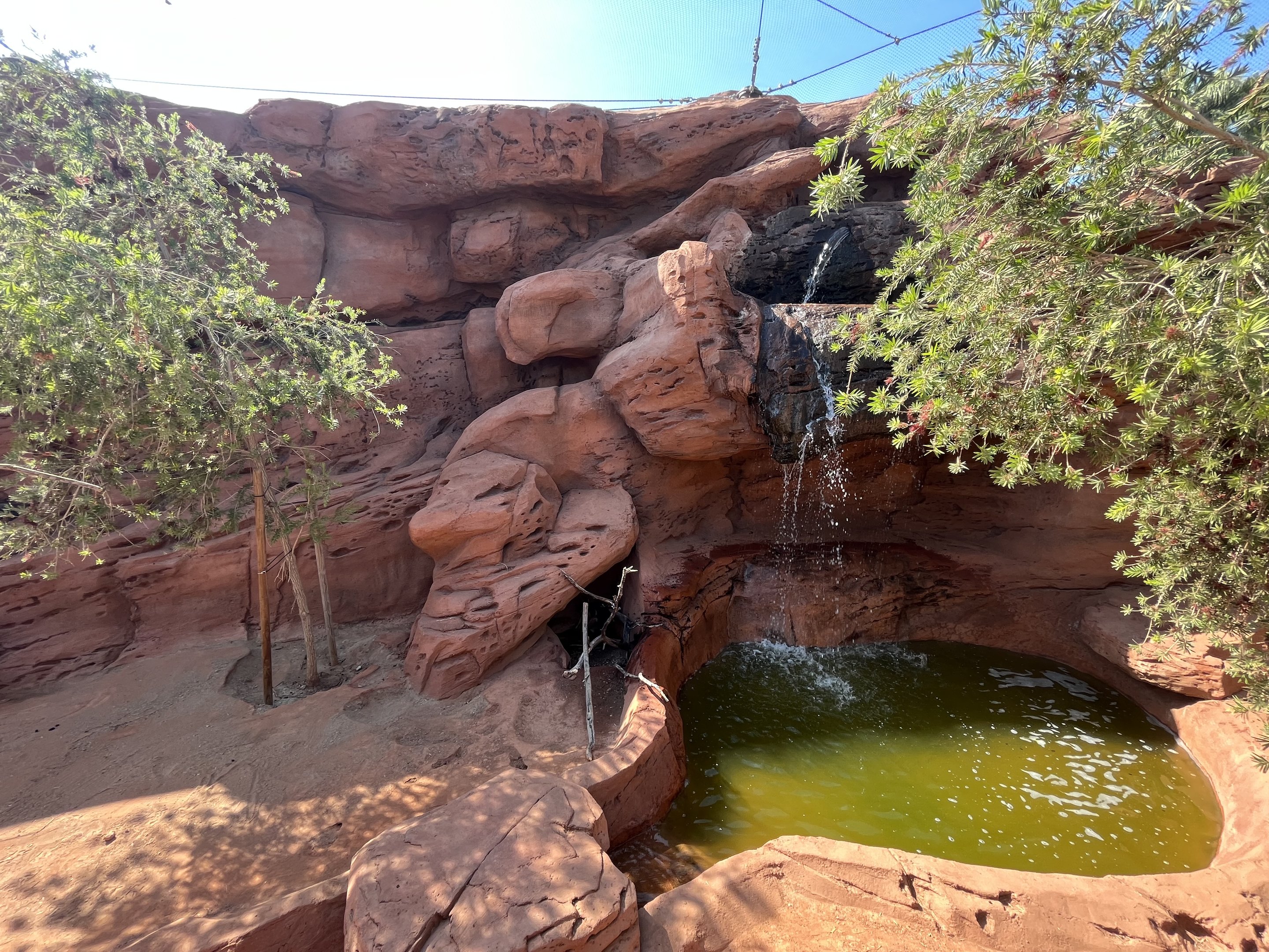 Yellow-footed Rock Wallaby Exhibit