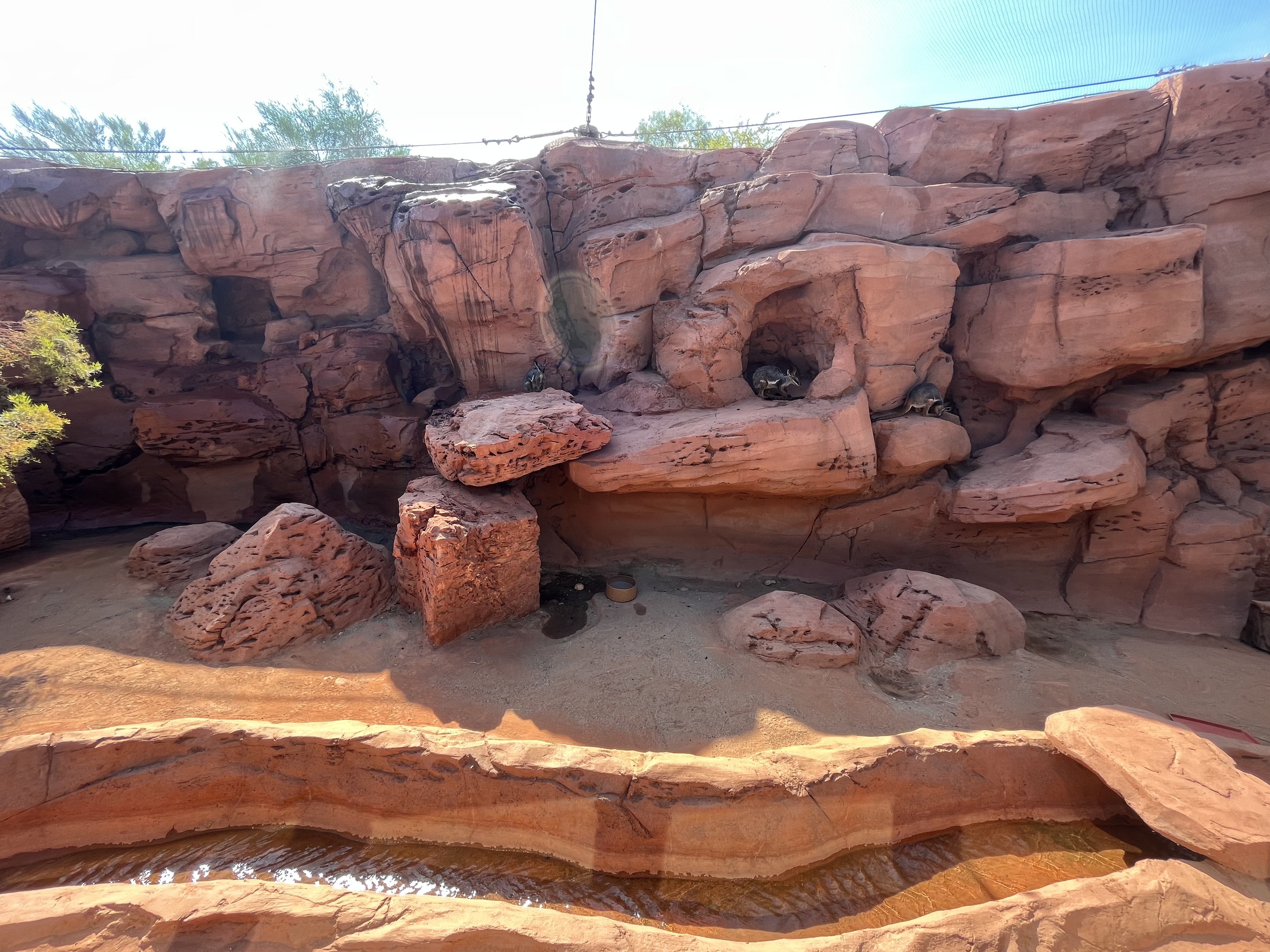 Yellow-footed Rock Wallaby Exhibit