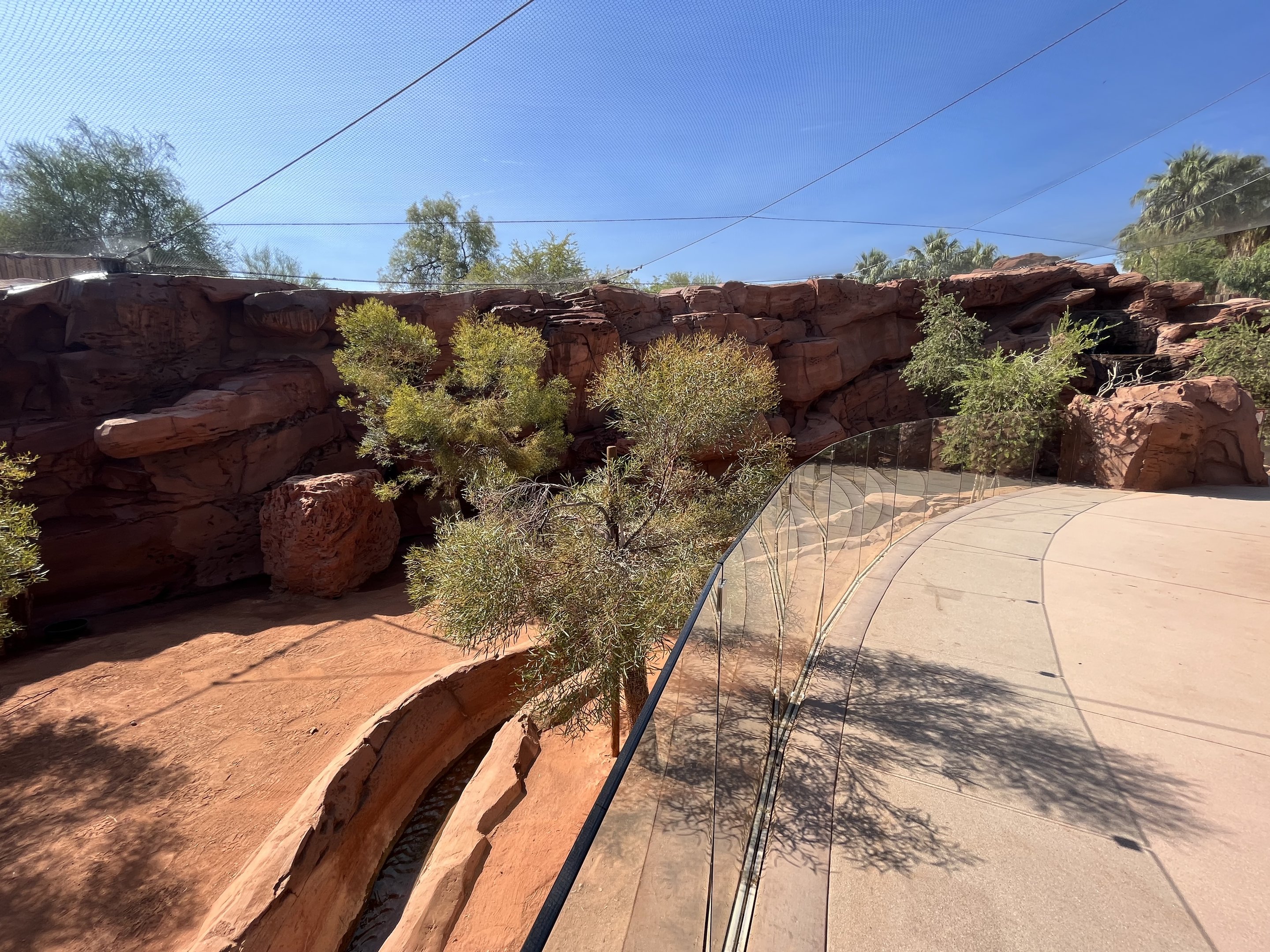 Yellow-footed Rock Wallaby Exhibit