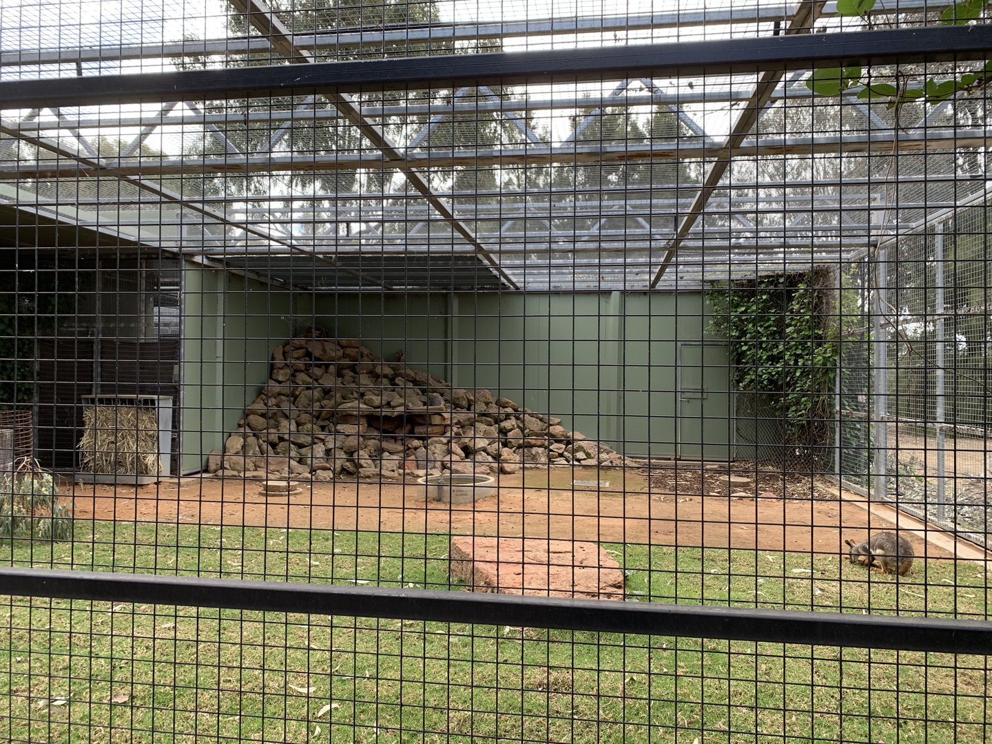 Yellow-footed Rock Wallaby Exhibit
