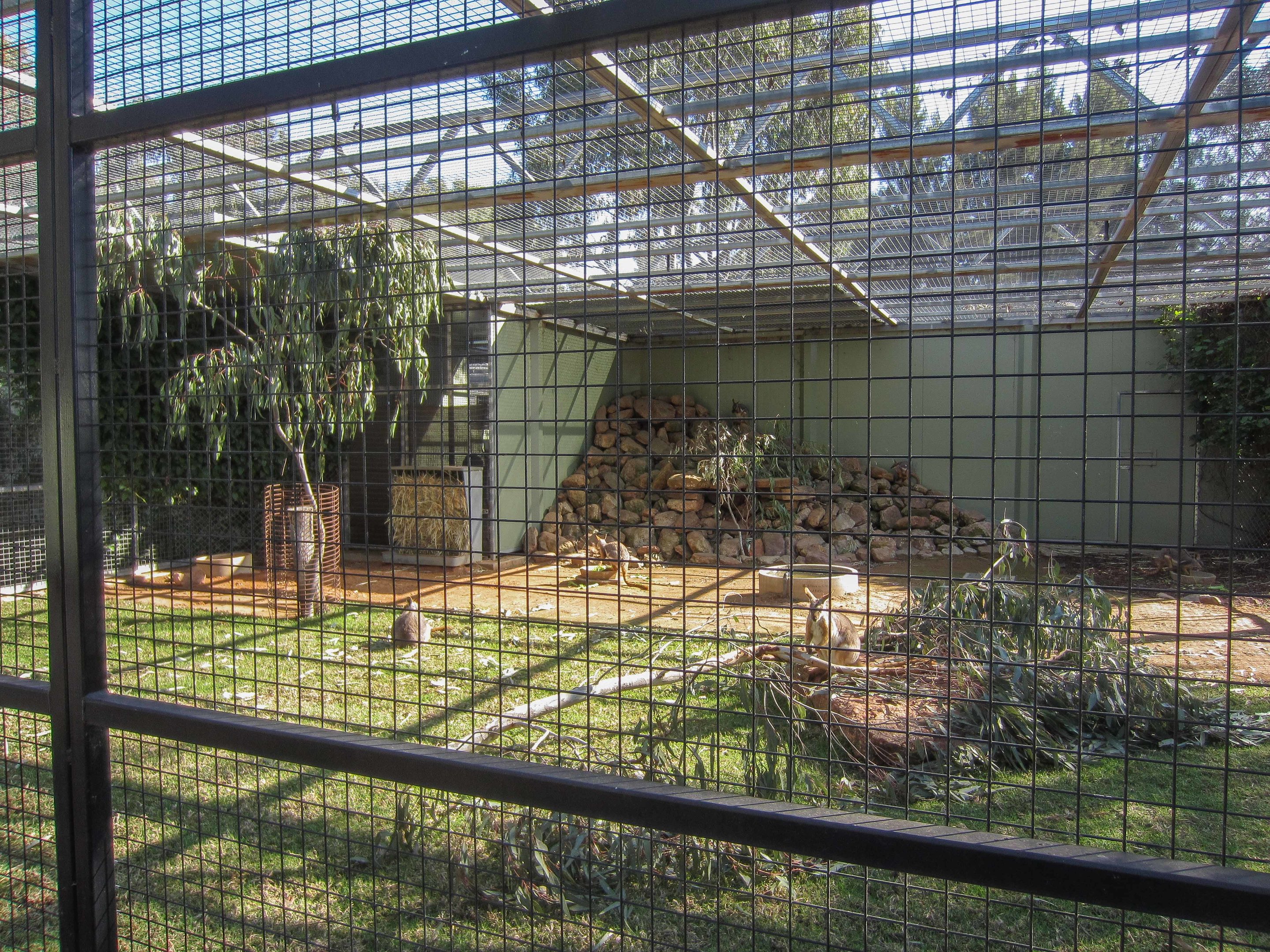 Yellow-footed Rock Wallaby exhibit