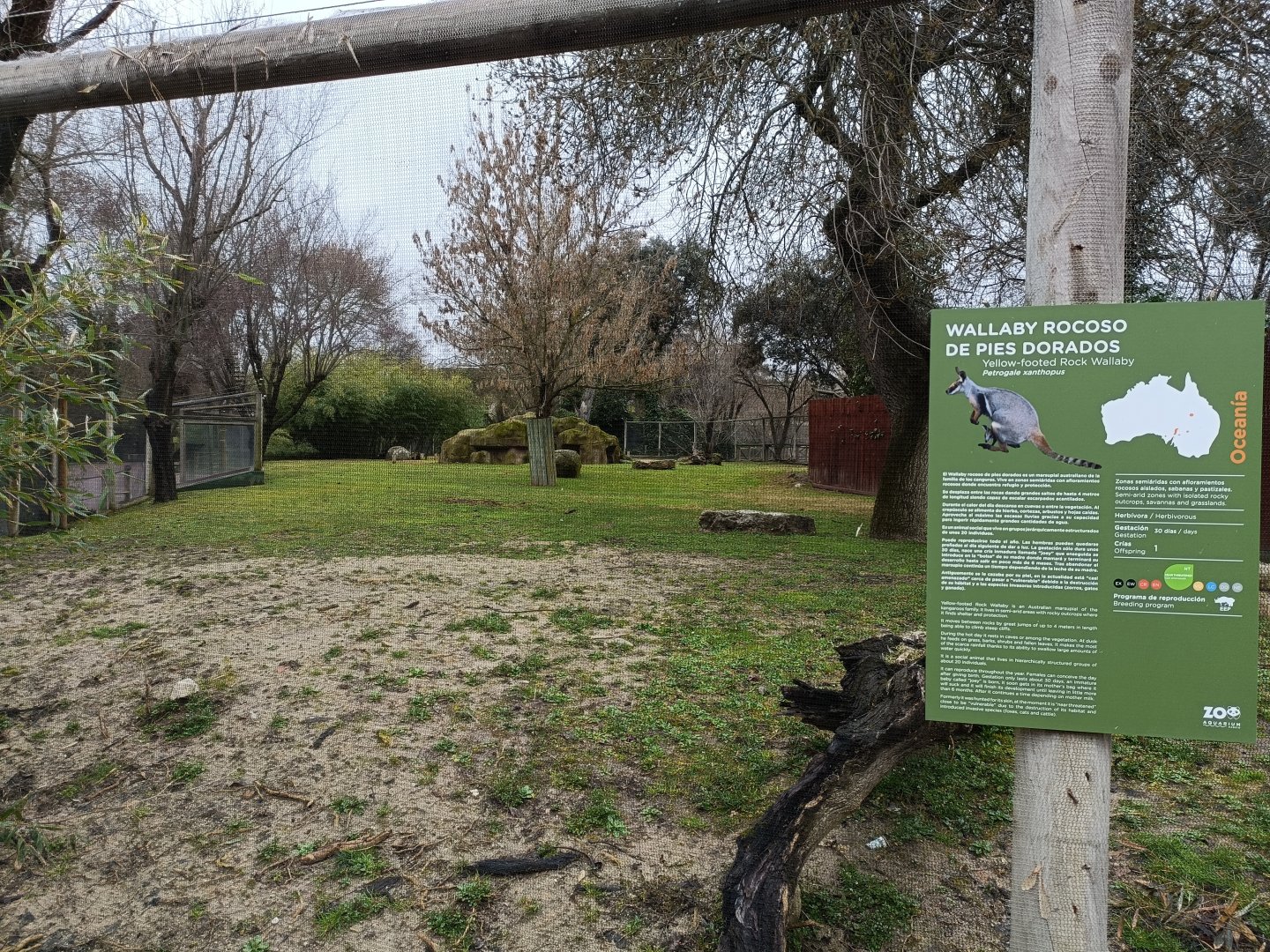 Yellow footed rock wallaby Exhibit