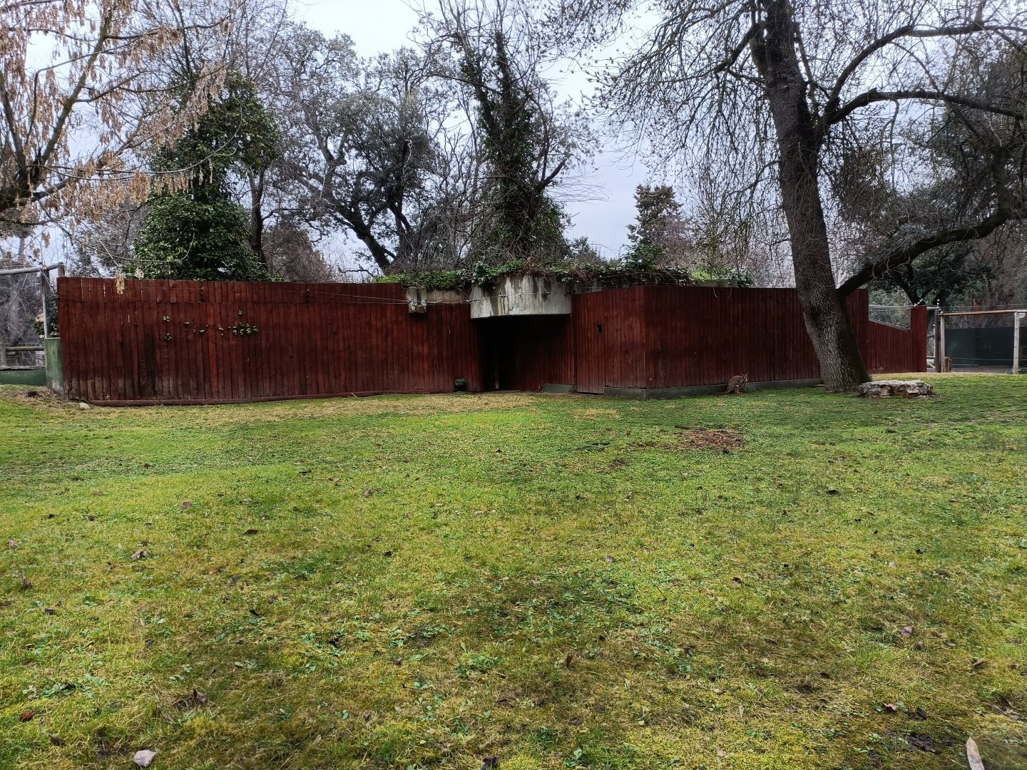 Yellow footed rock wallaby Exhibit