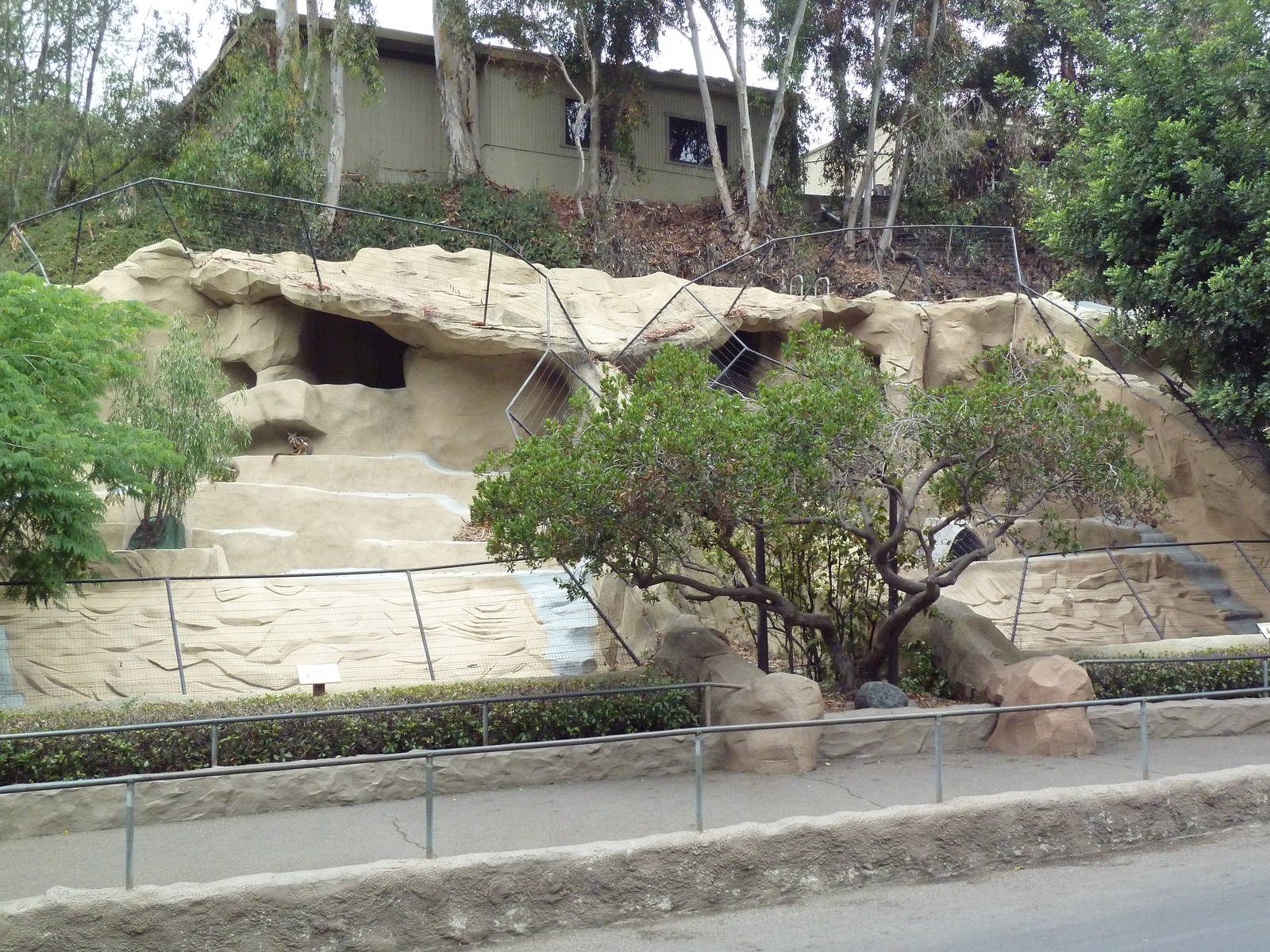 Yellow-Footed Rock Wallaby Exhibits