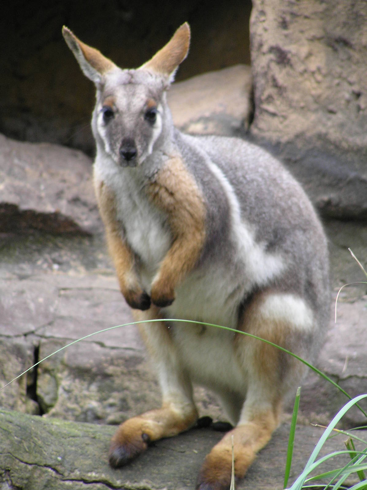 Yellow-footed rock wallaby -Featherdale wildlife sanctury