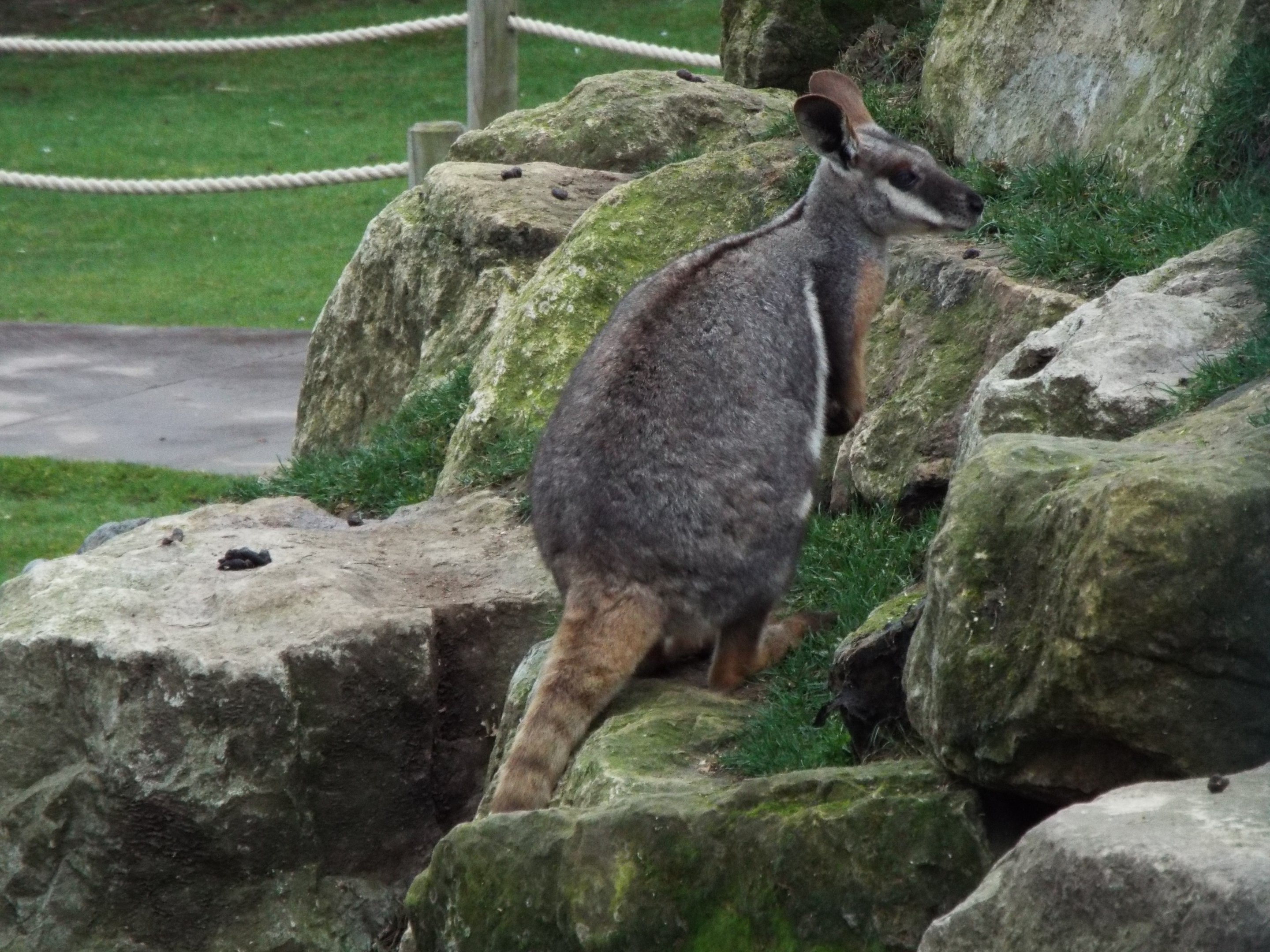 Yellow-footed Rock Wallaby Flamingo Land
