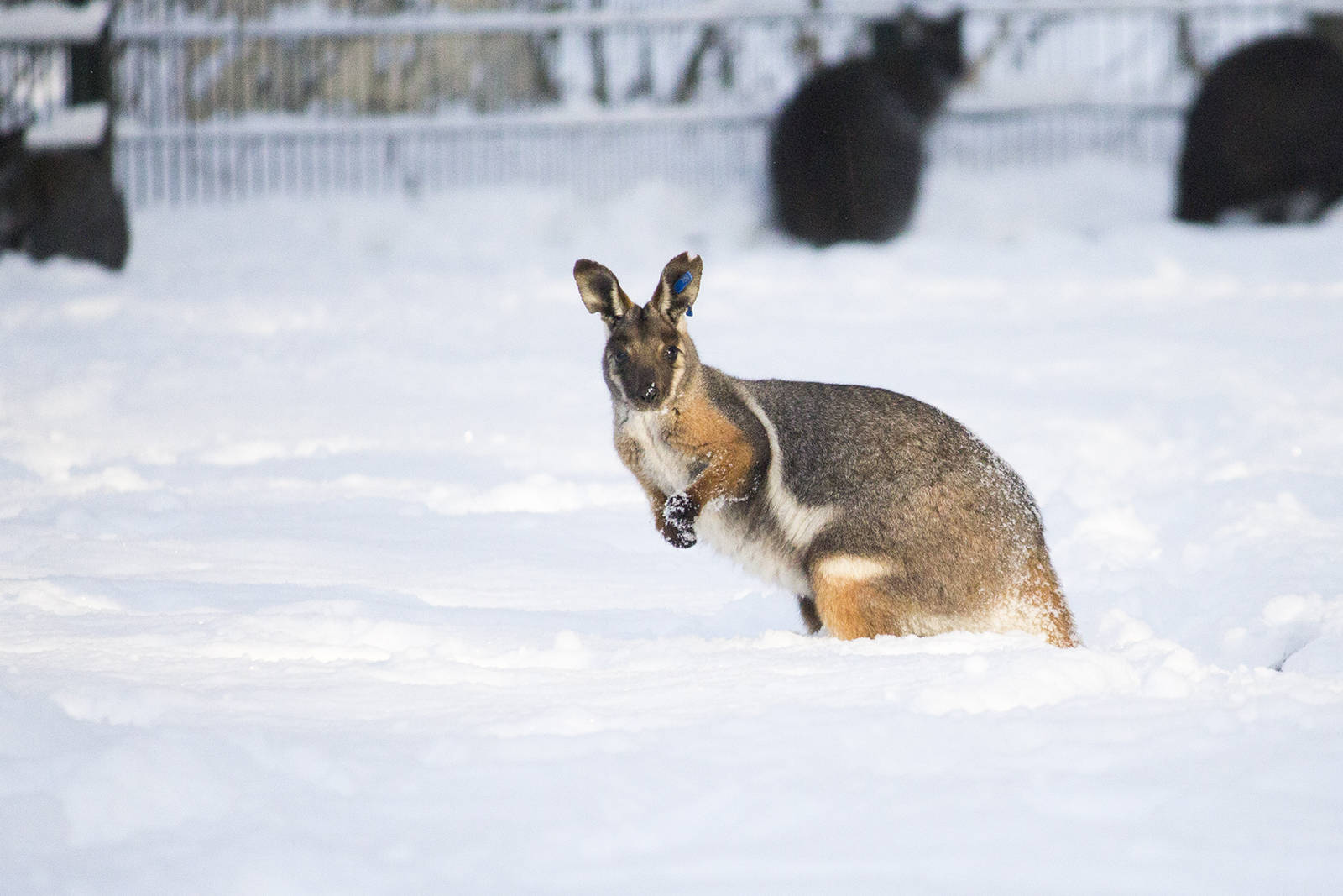 Yellow-footed rock wallaby in the snow, 12/29/14