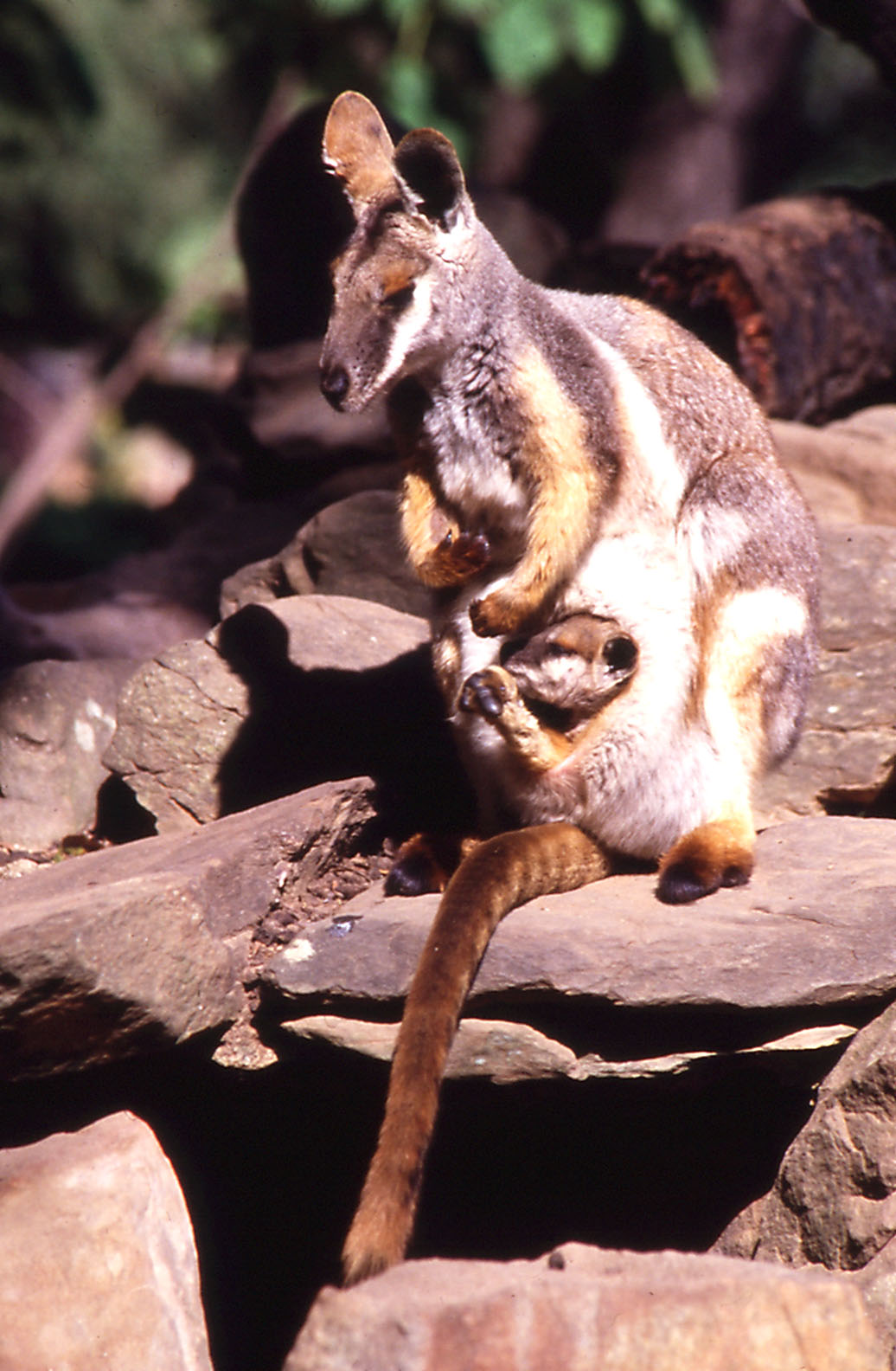Yellow-footed Rock Wallaby & Joey