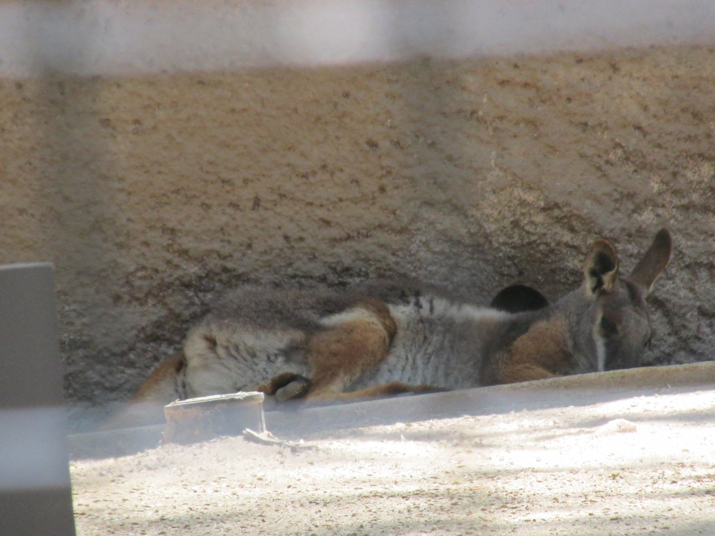 yellow footed rock wallaby Los Angeles zoo 2017
