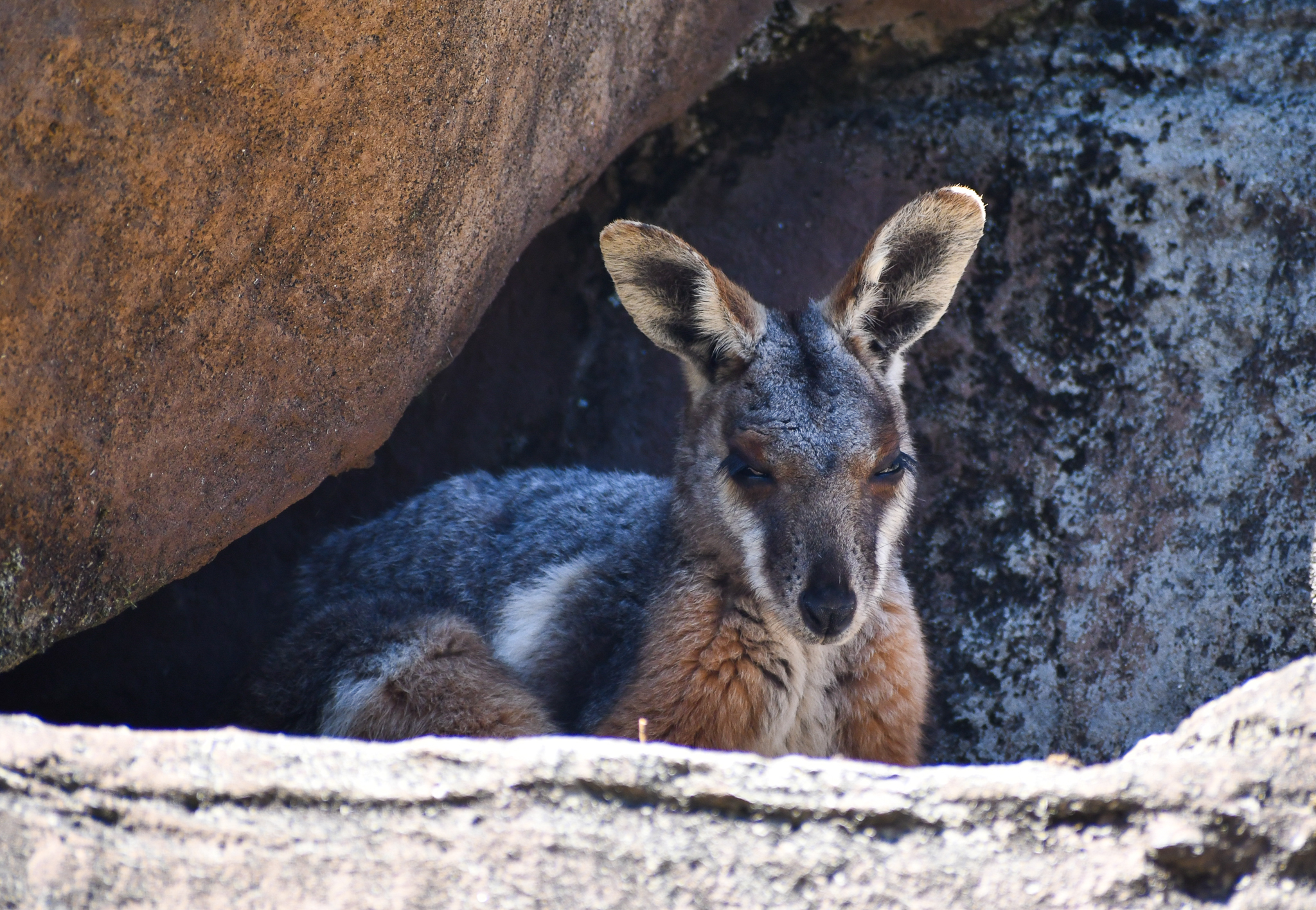 Yellow-footed Rock-Wallaby (new species)