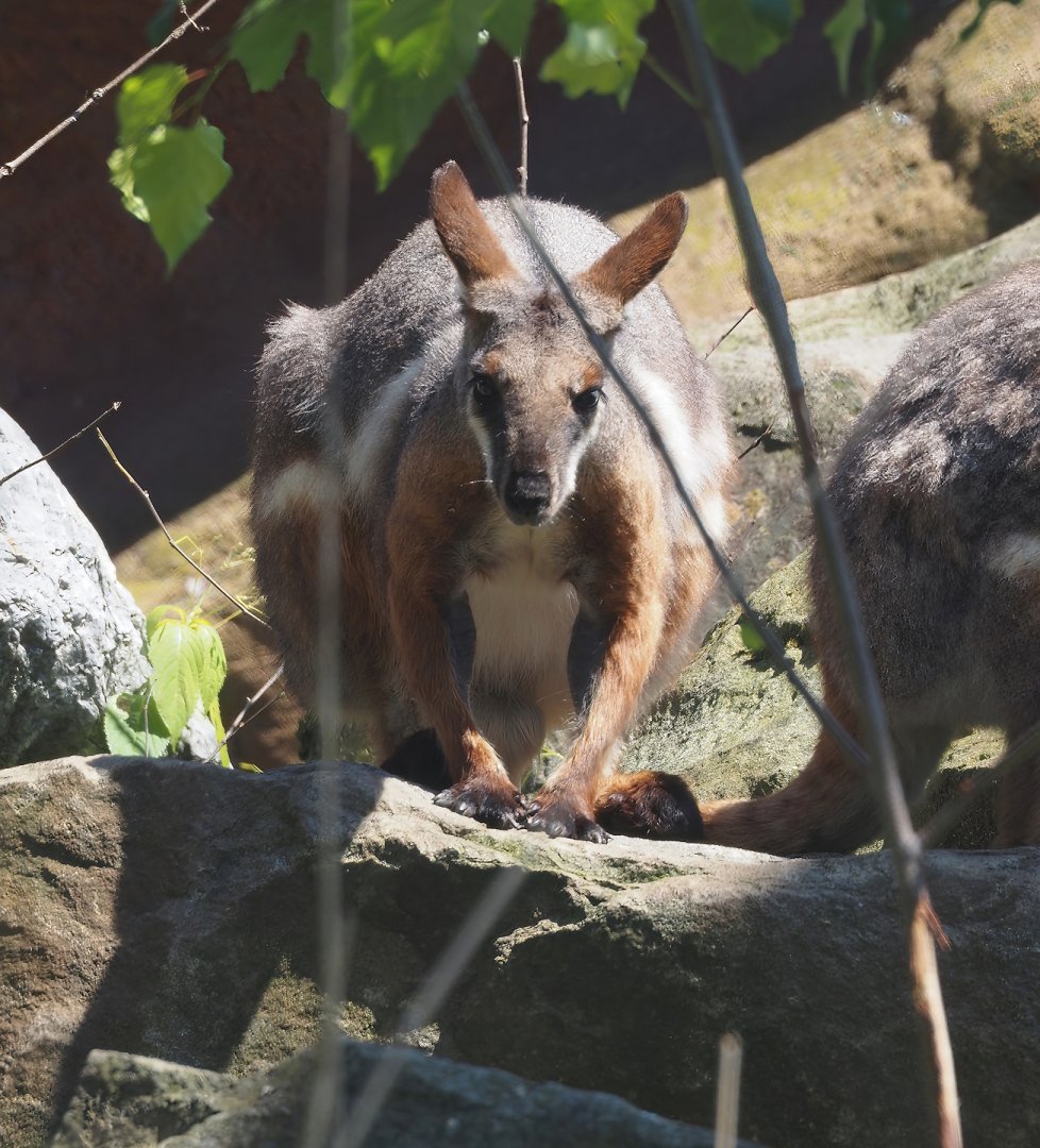 Yellow-footed rock wallaby (Petrogale xanthopus xanthopus), 2024-06-08