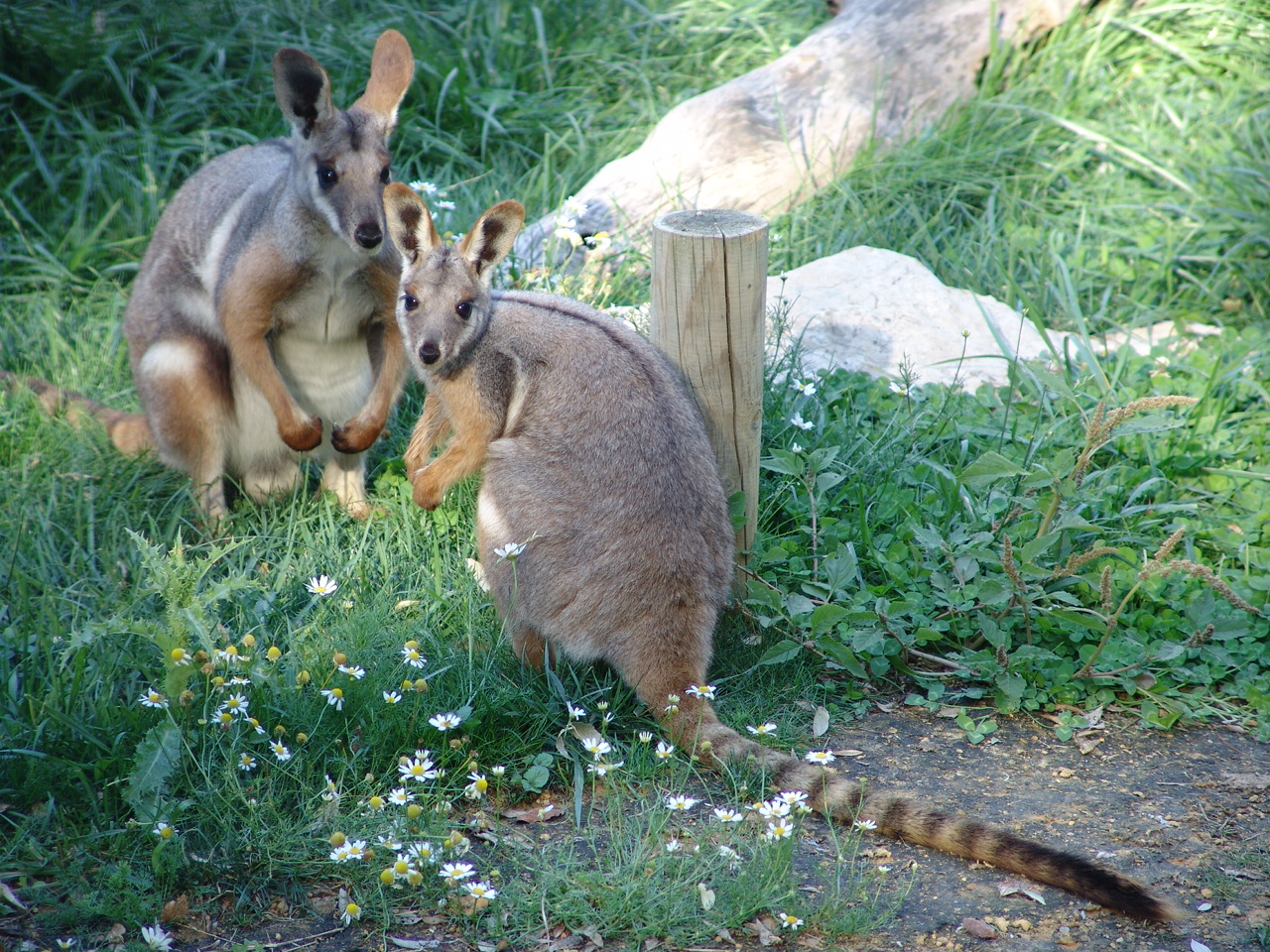 Yellow-footed Rock Wallaby (Petrogale xanthopus xanthopus)