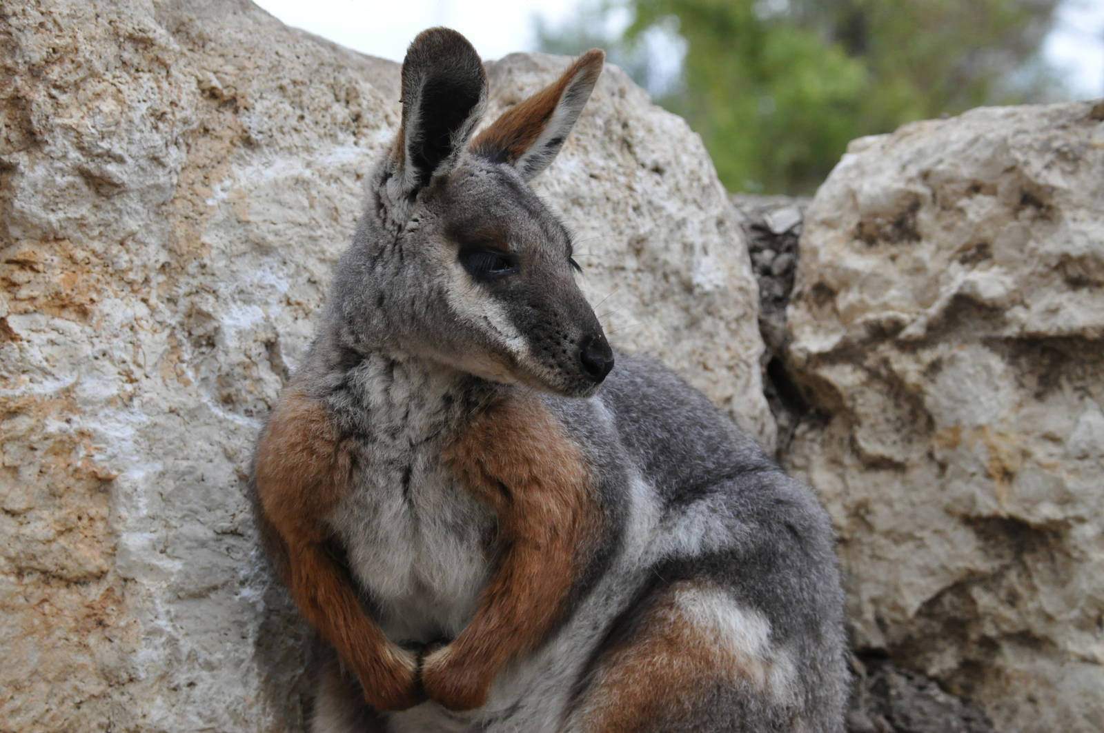 Yellow-footed rock wallaby / Petrogale xanthopus xanthopus