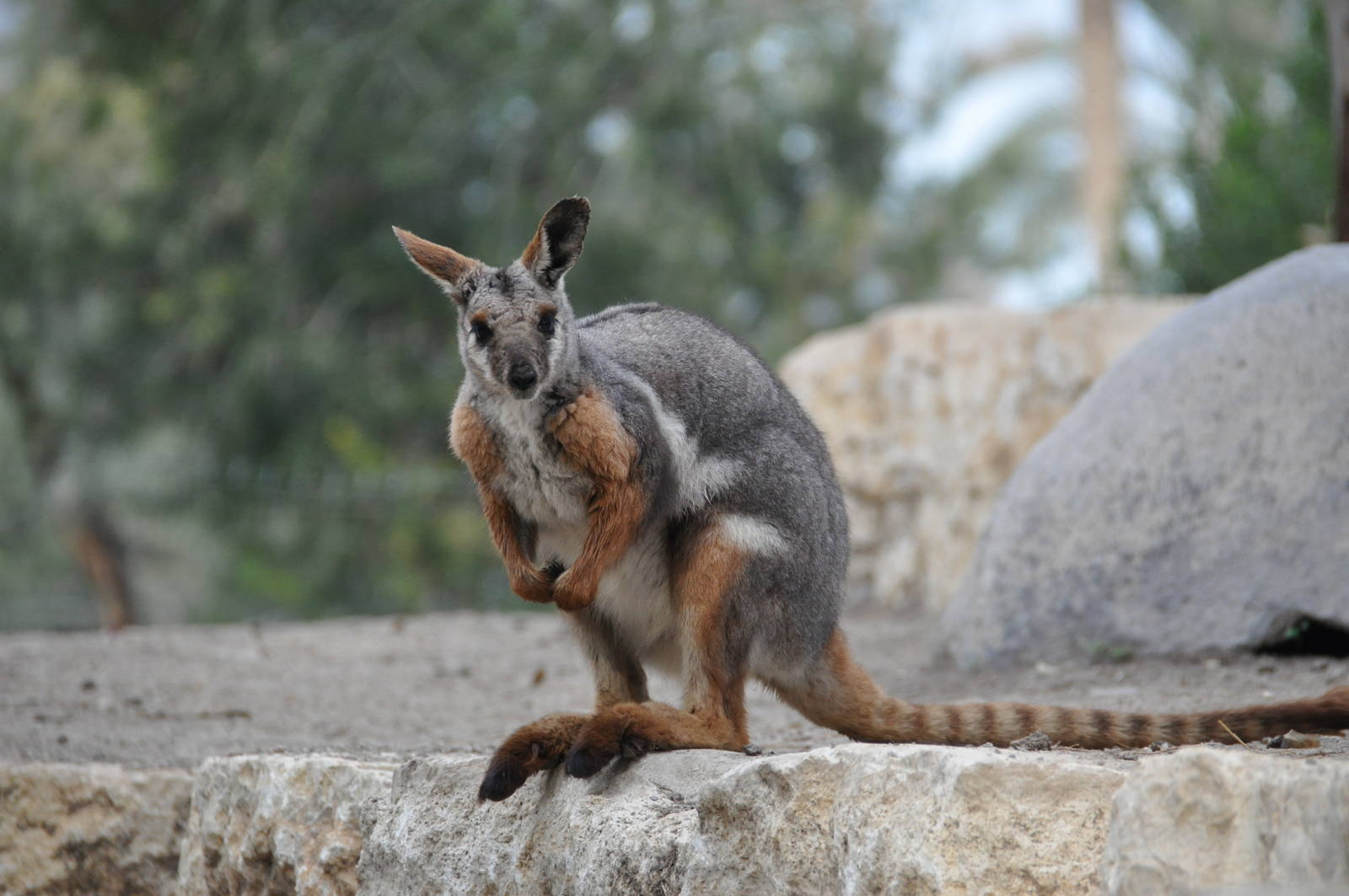 Yellow-footed rock wallaby / Petrogale xanthopus xanthopus