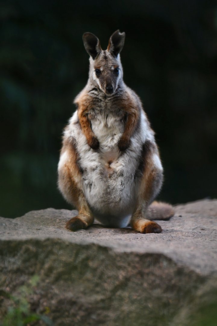 Yellow-footed rock wallaby (Petrogale xanthopus xanthopus)