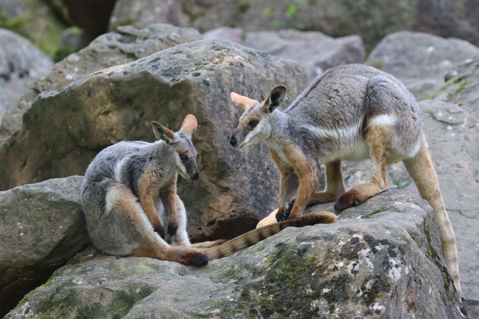 Yellow-footed rock-wallaby (Petrogale xanthopus xanthopus)