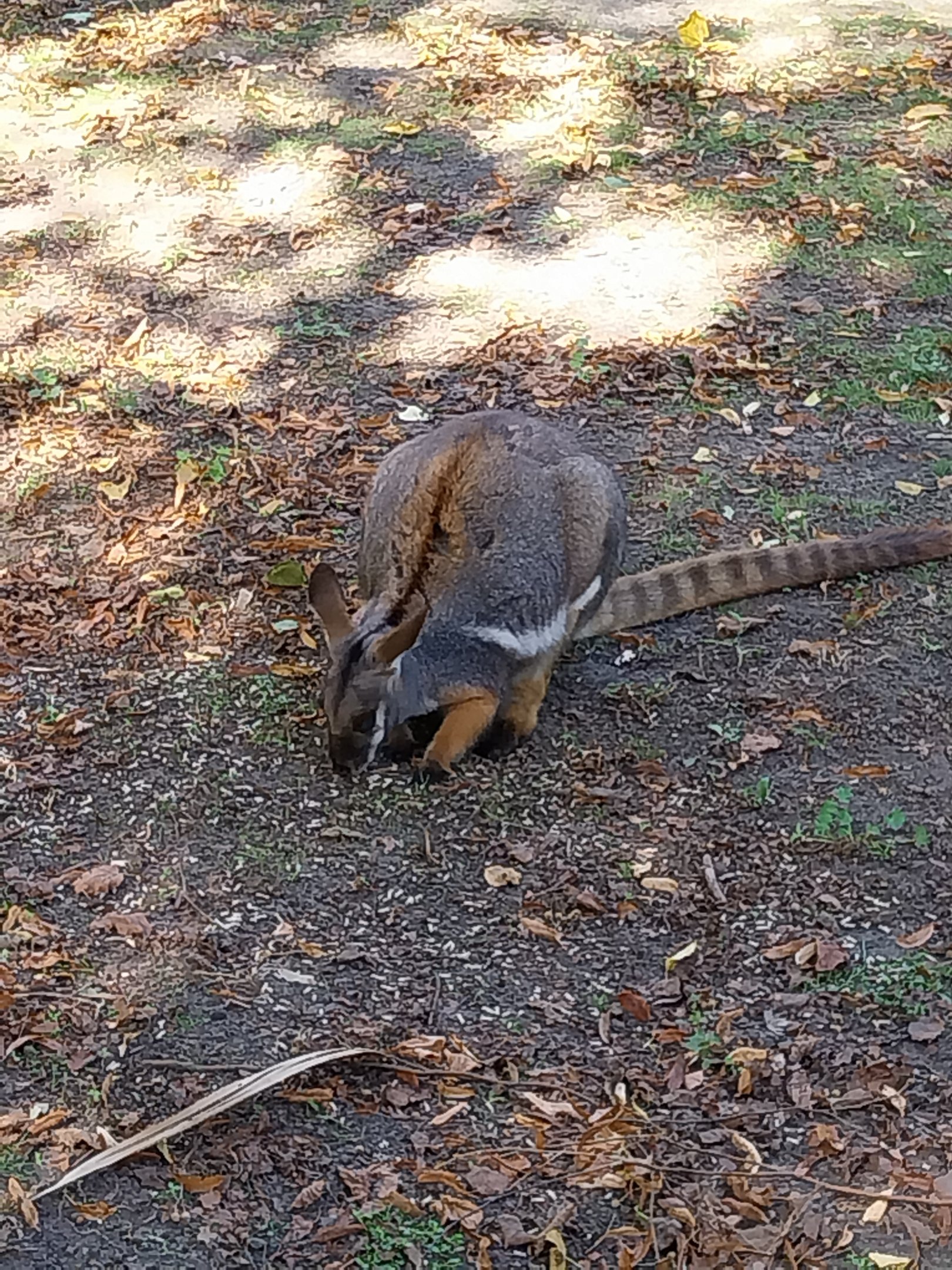 Yellow-footed Rock Wallaby (Petrogale xanthopus xanthopus)