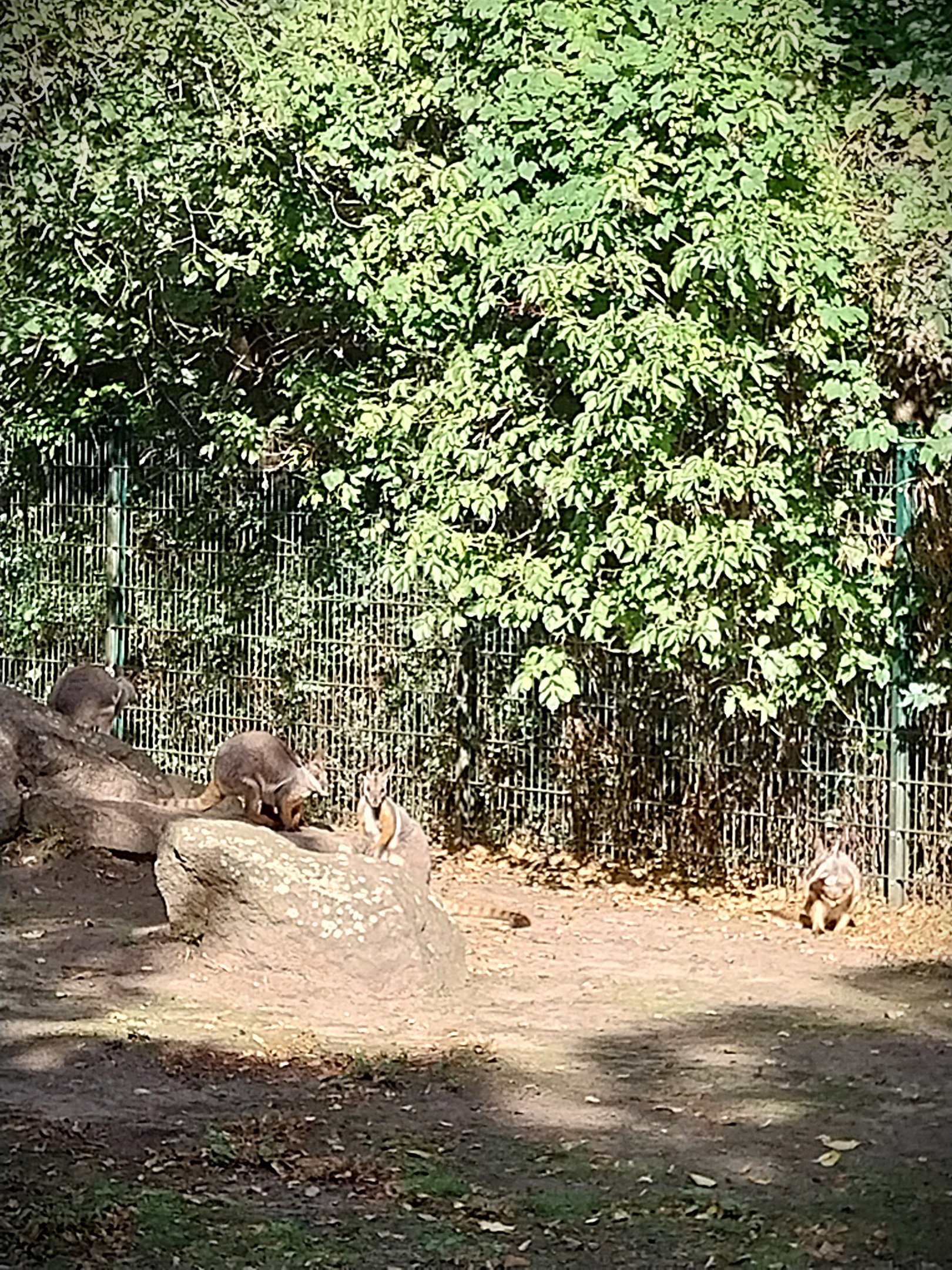 Yellow-footed Rock Wallaby (Petrogale xanthopus xanthopus)