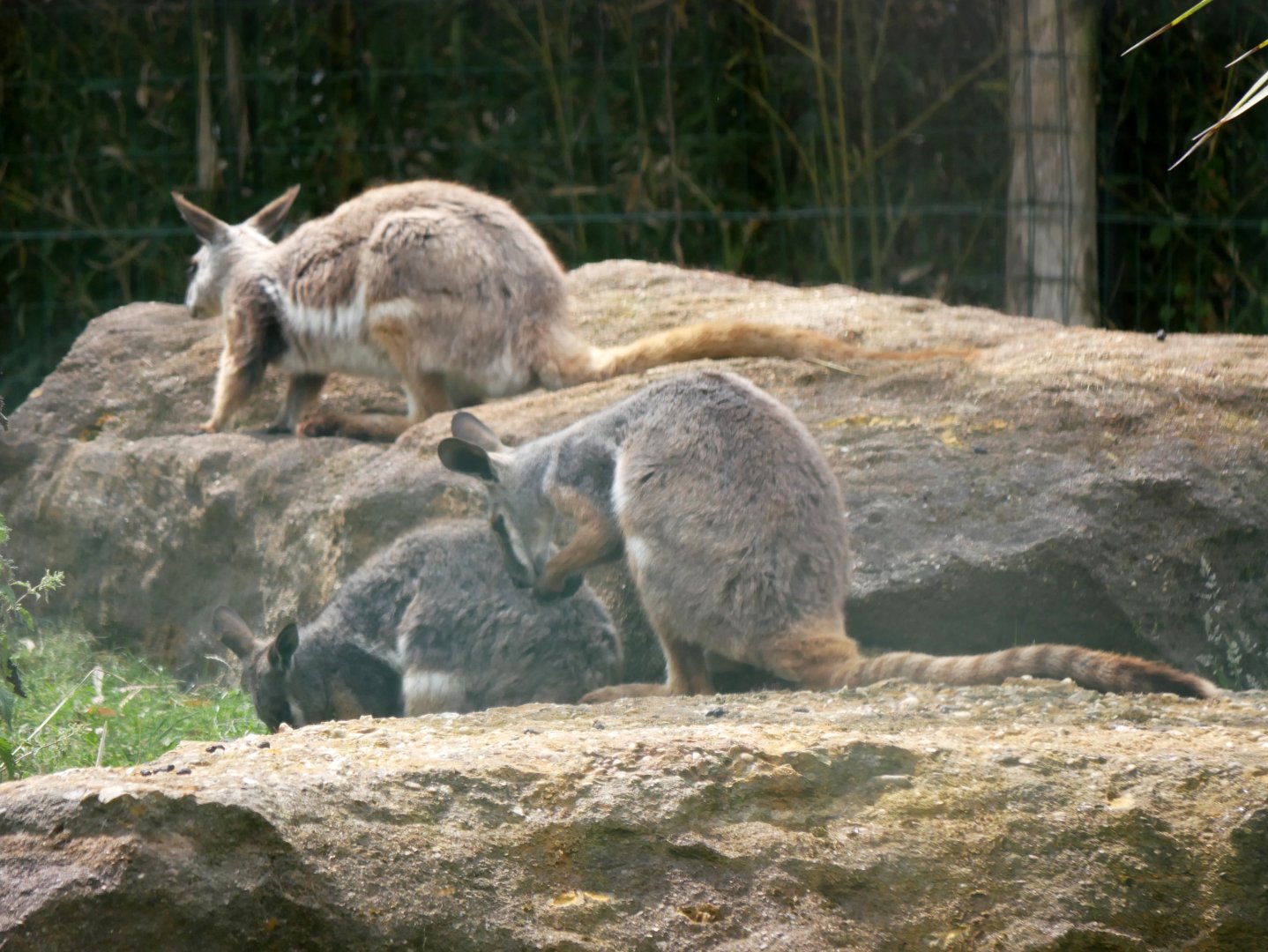 Yellow-footed rock-wallaby (Petrogale xanthopus xanthopus)