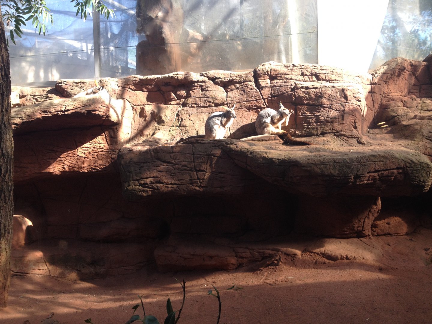 Yellow-footed Rock-wallaby (Petrogale xanthopus)