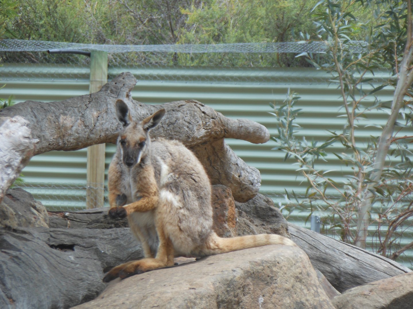 Yellow-footed Rock-wallaby (Petrogale xanthopus)