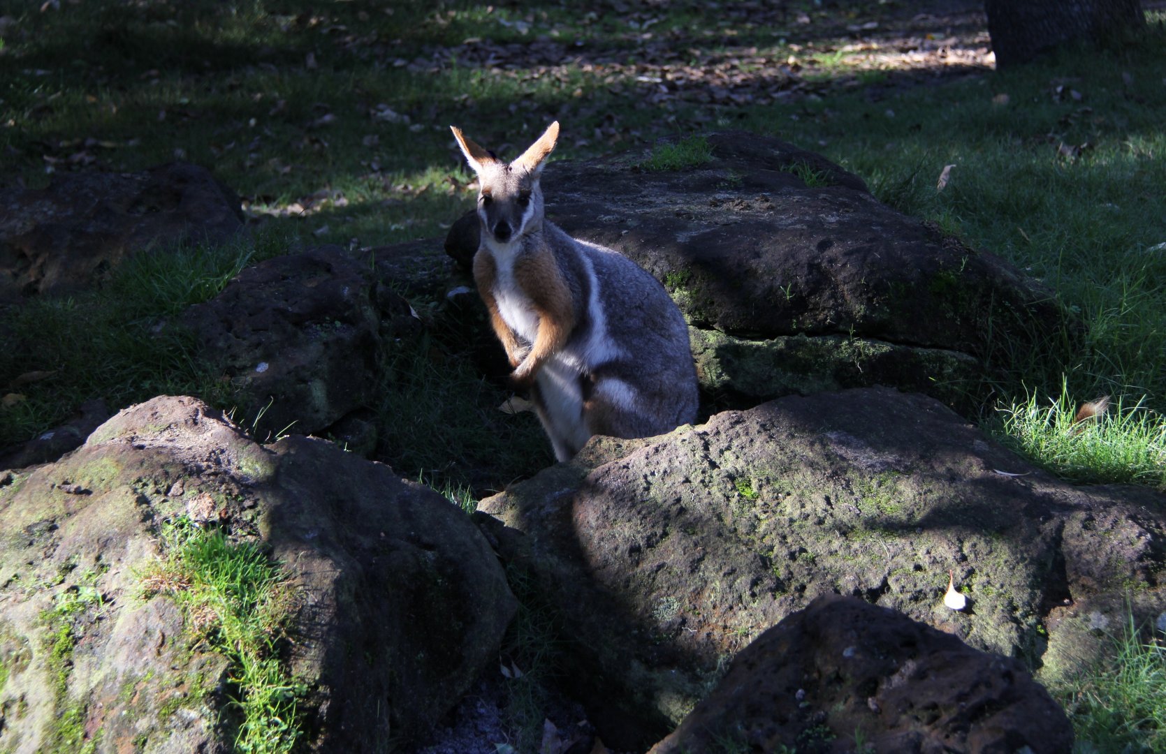 yellow-footed rock-wallaby (Petrogale xanthopus)