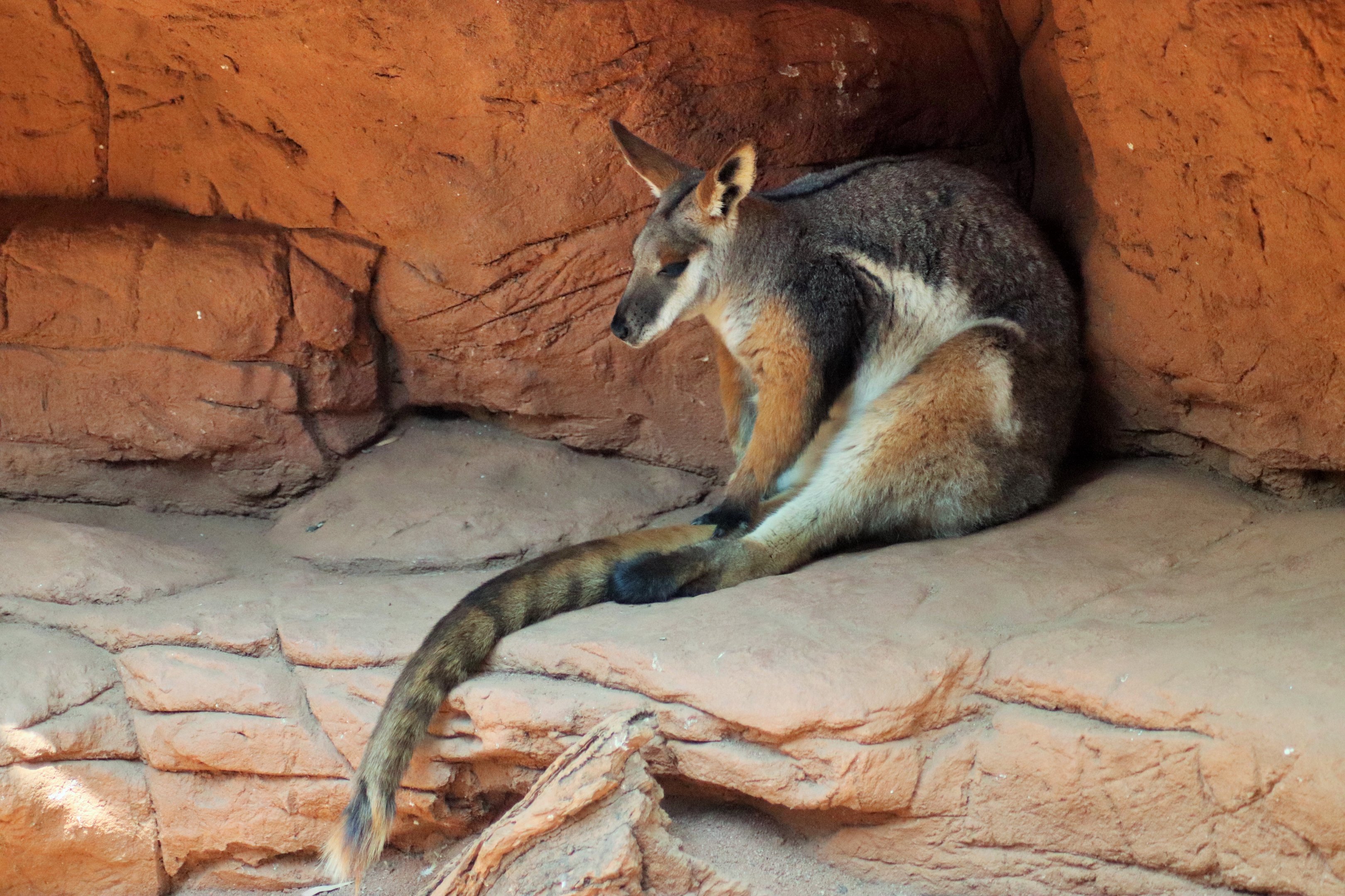 Yellow-footed Rock Wallaby (Petrogale xanthopus)