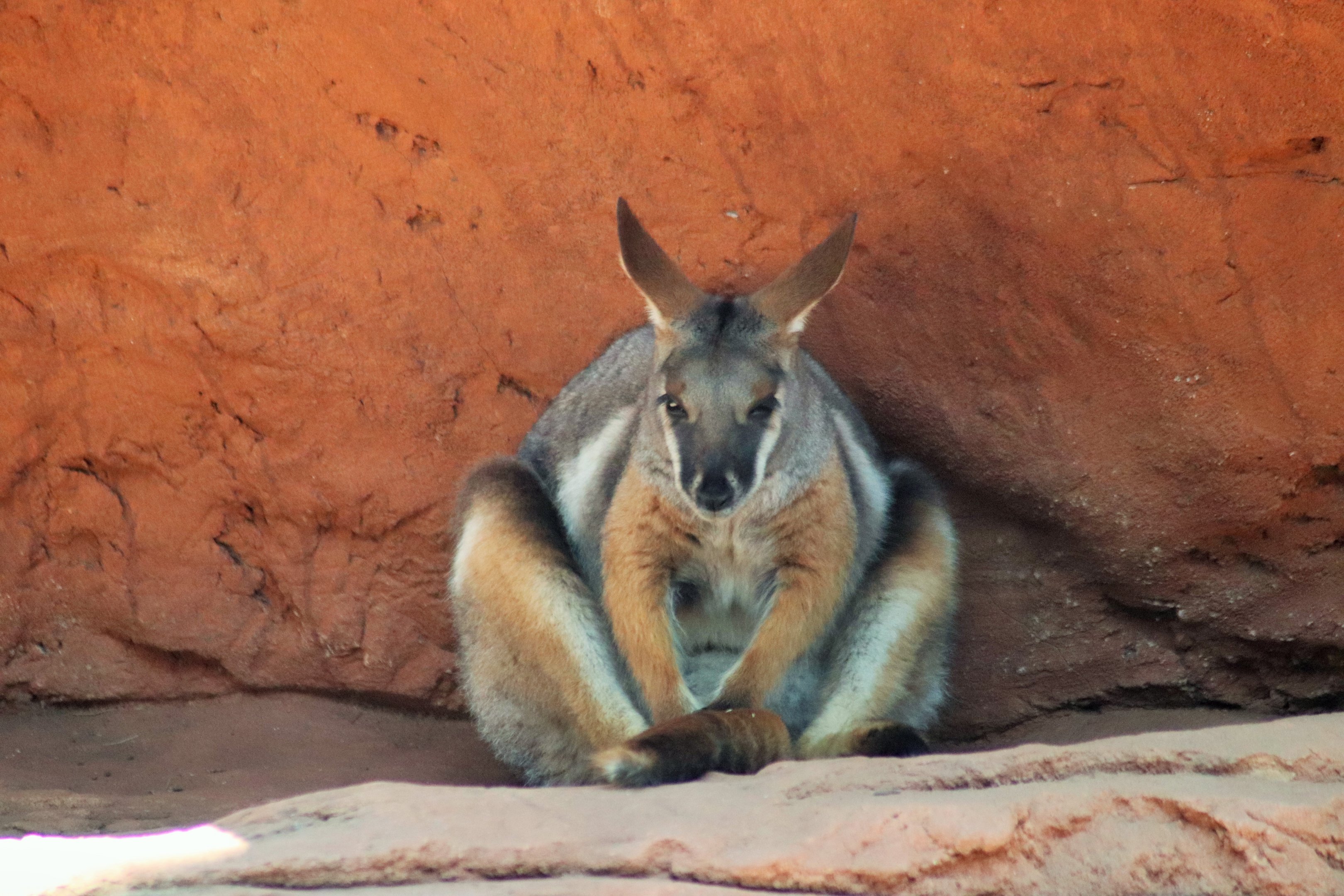 Yellow-footed Rock Wallaby (Petrogale xanthopus)