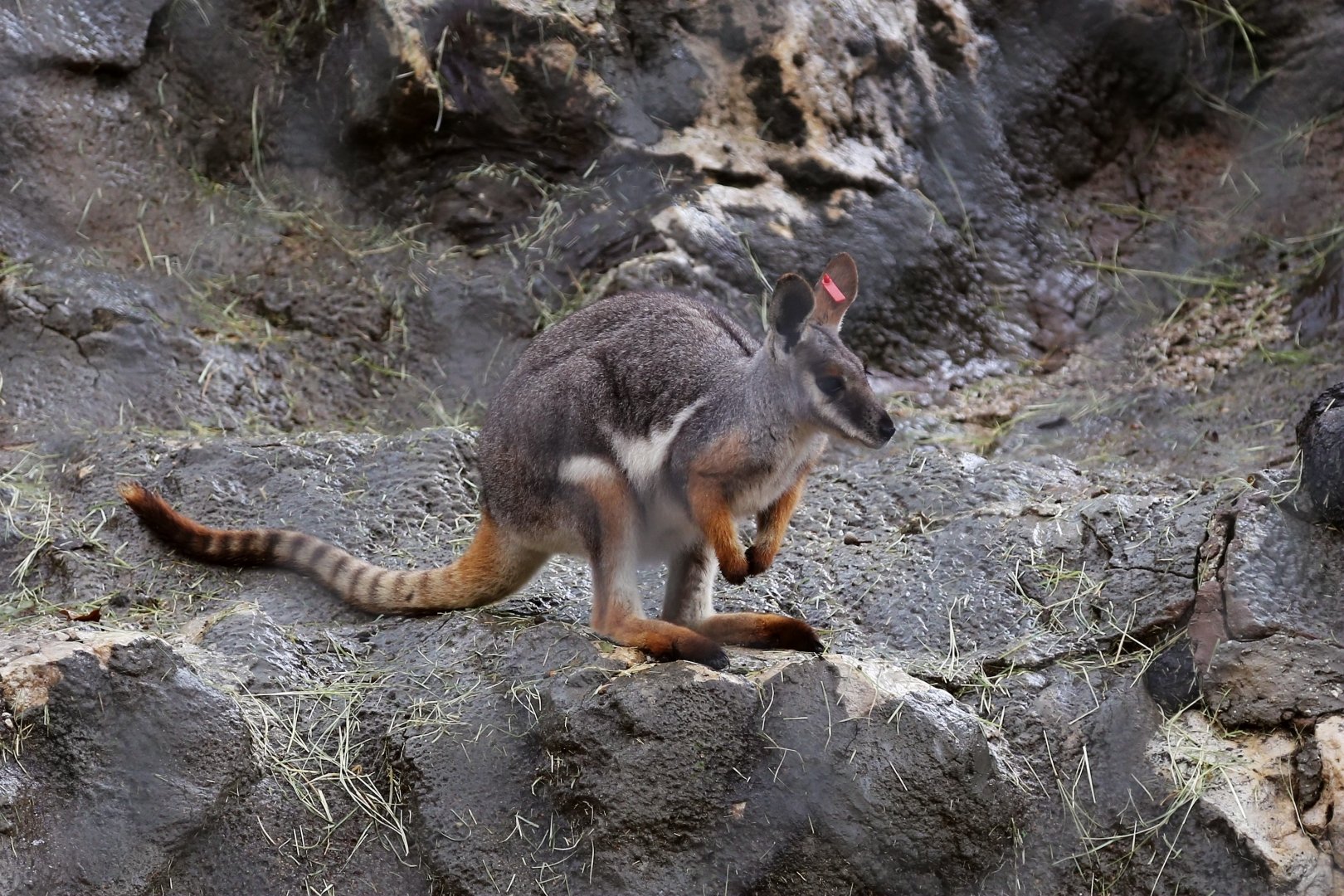 Yellow-footed Rock-wallaby (Petrogale xanthopus)