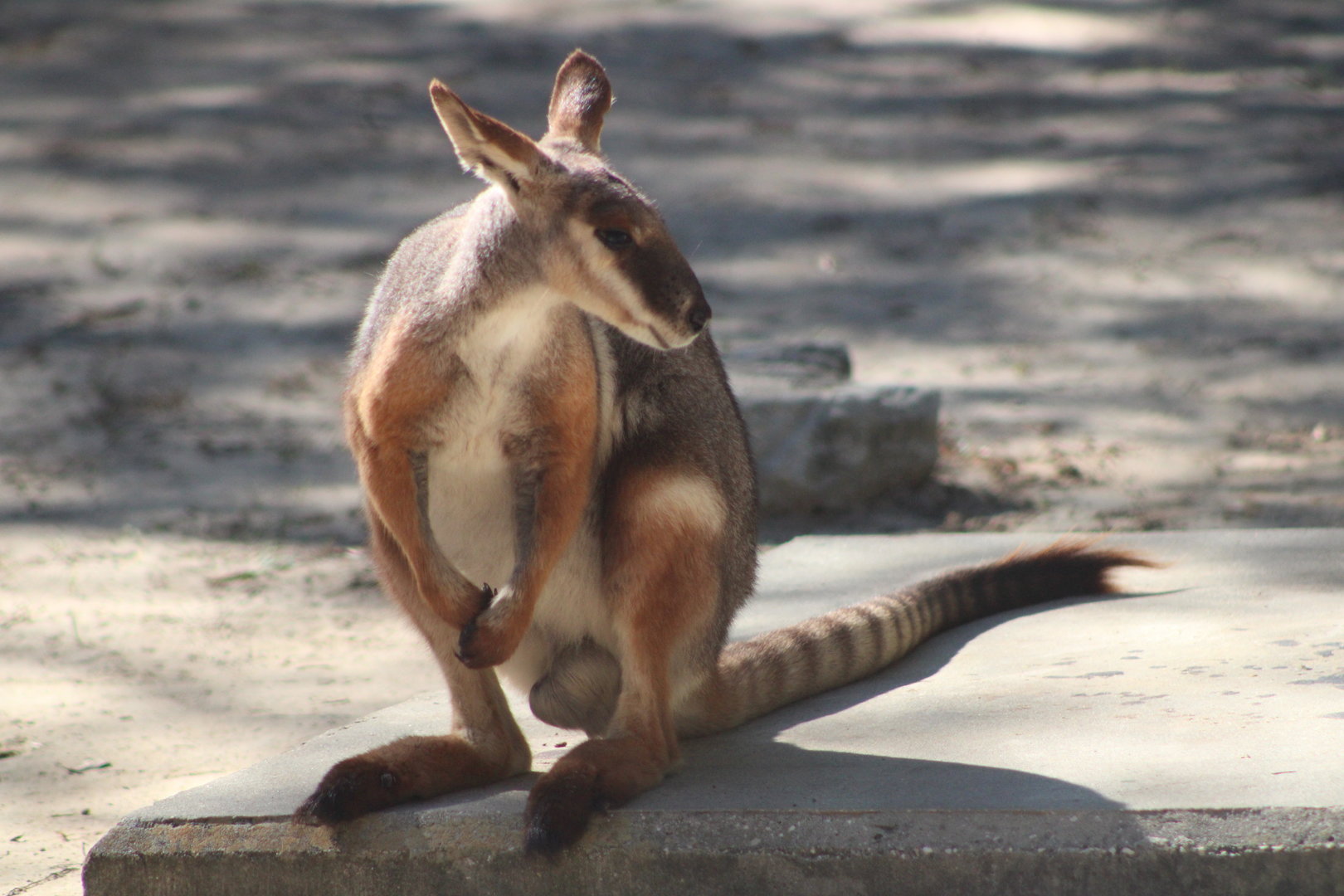 Yellow-Footed Rock Wallaby (Petrogale xanthopus)