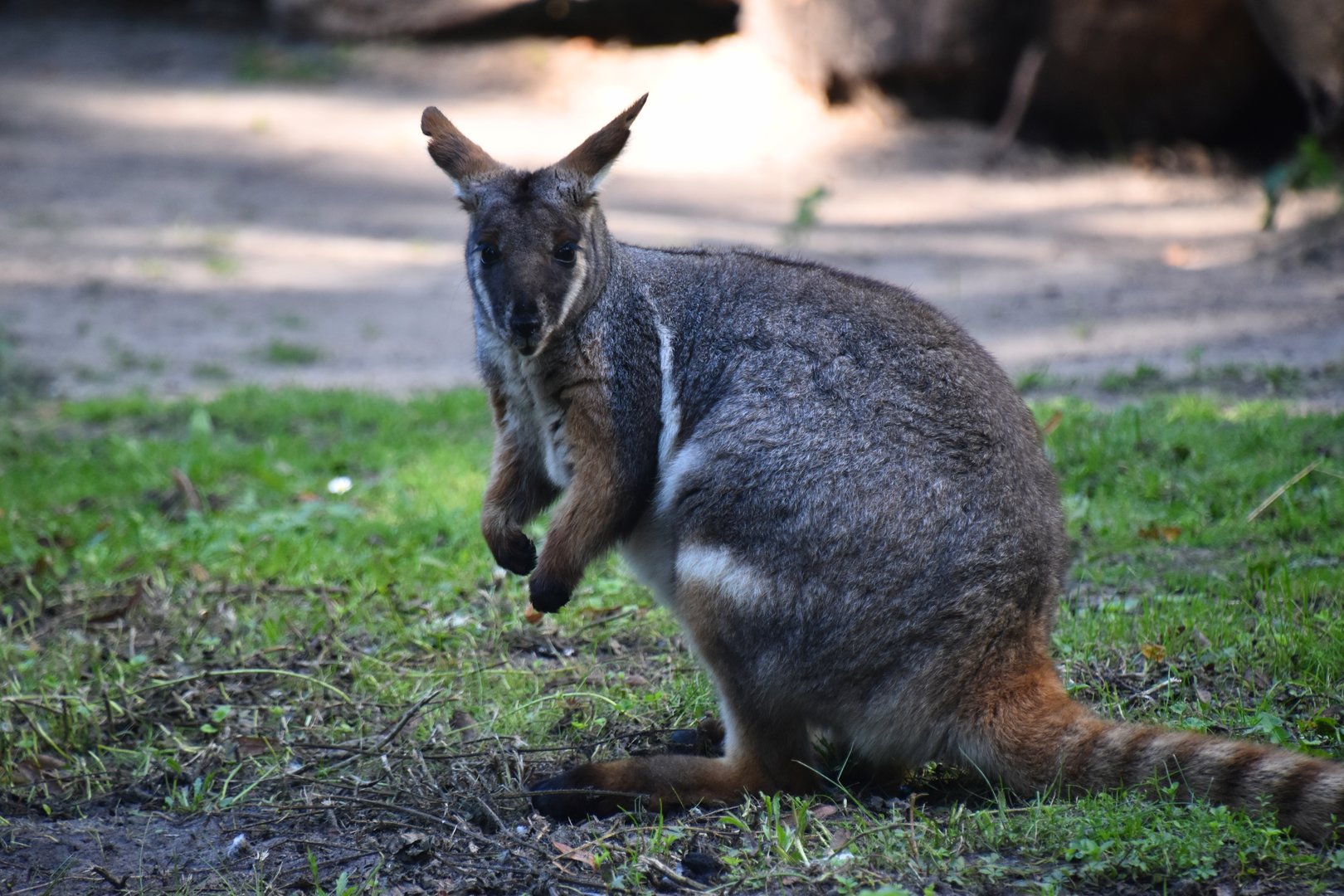 Yellow footed rock wallaby, Petrogale xanthopus