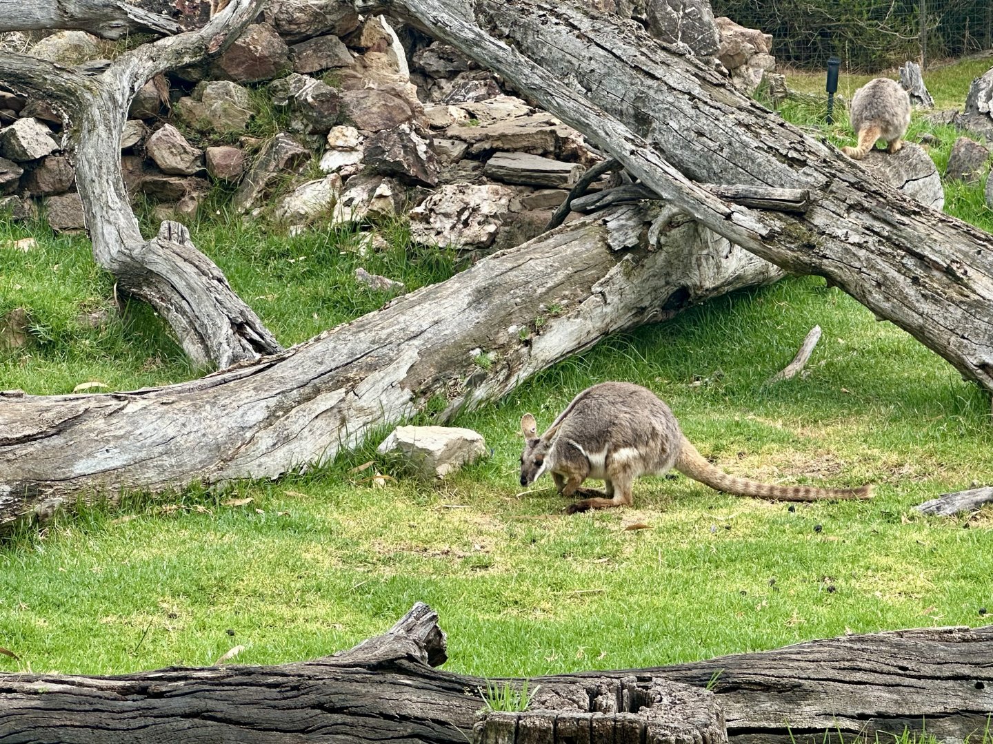 Yellow-footed rock wallaby (Petrogale xanthopus)