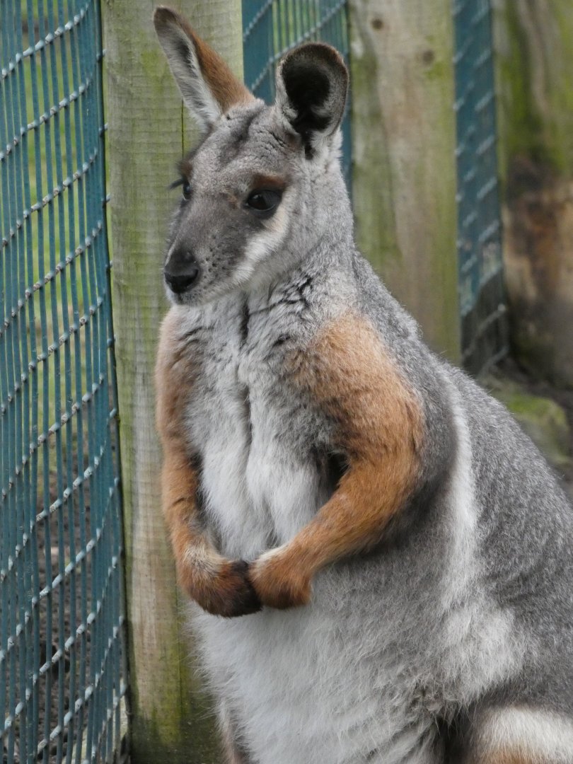 Yellow-footed rock wallaby portrait