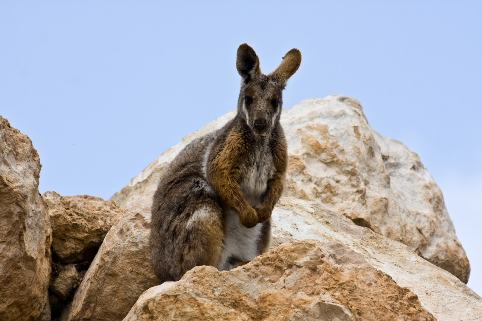 Yellow-footed Rock-wallaby - Sep 2008