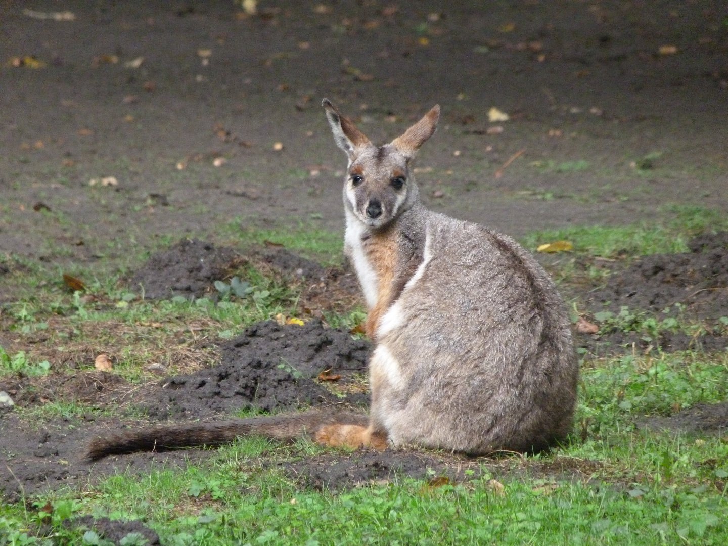 Yellow-footed rock wallaby -Tierpark Berlin (2024)