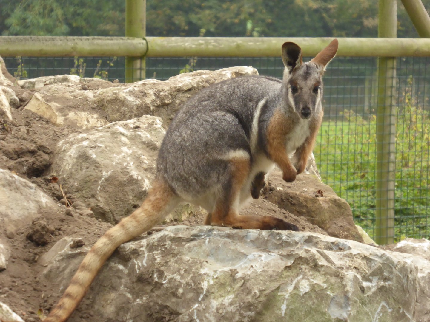 Yellow-footed Rock Wallaby with joey in pouch, 16th October 2017
