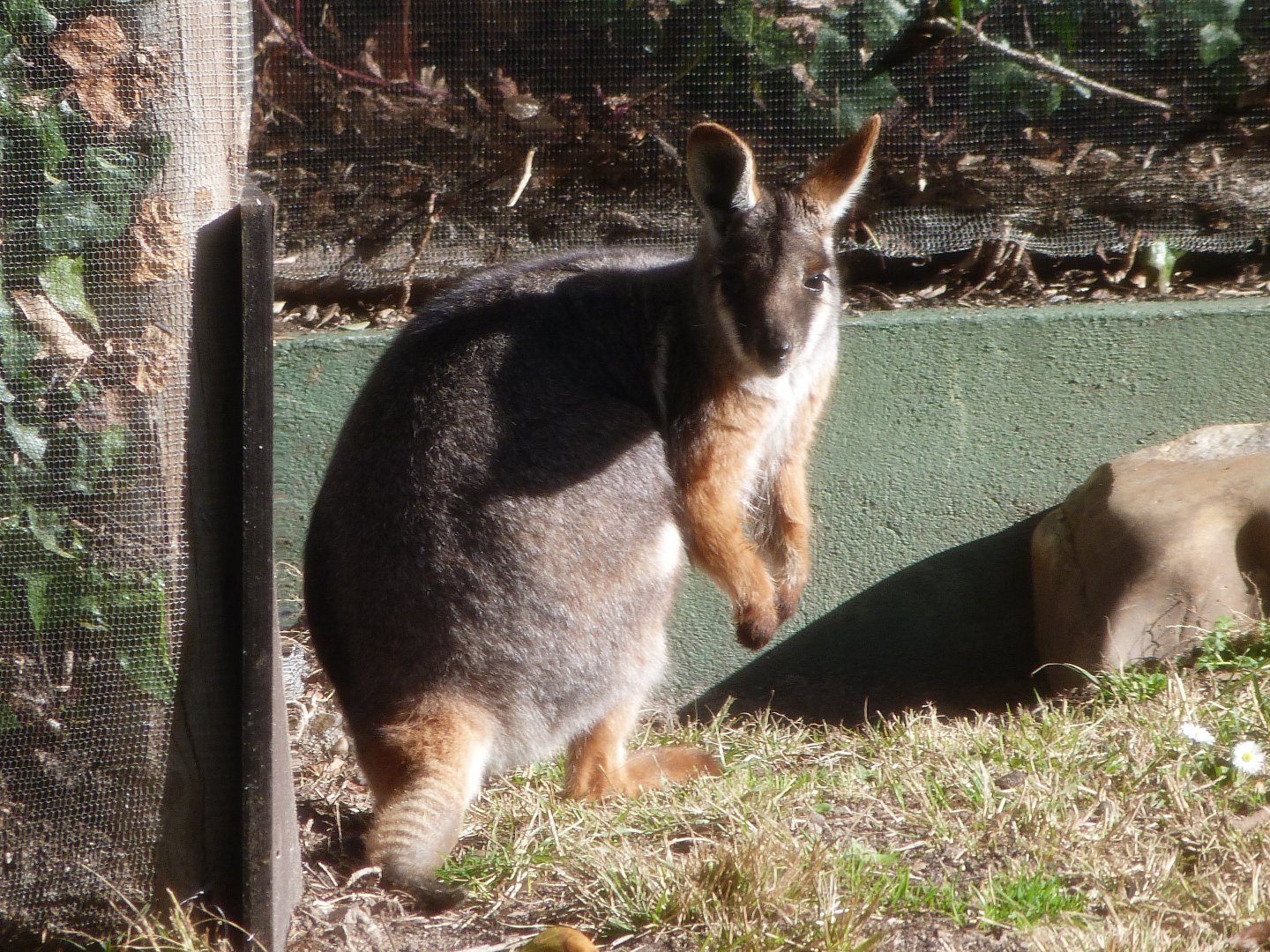 Yellow-footed rock wallaby -Zoo Aquarium de Madrid (2025)