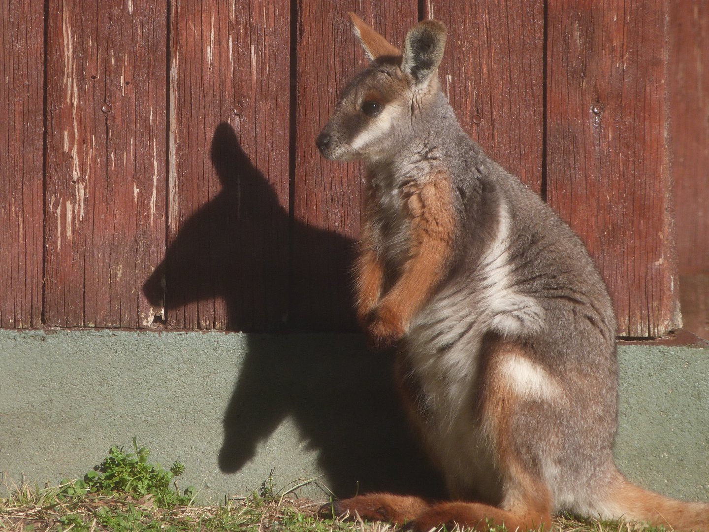 Yellow-footed rock wallaby -Zoo Aquarium de Madrid (2025)