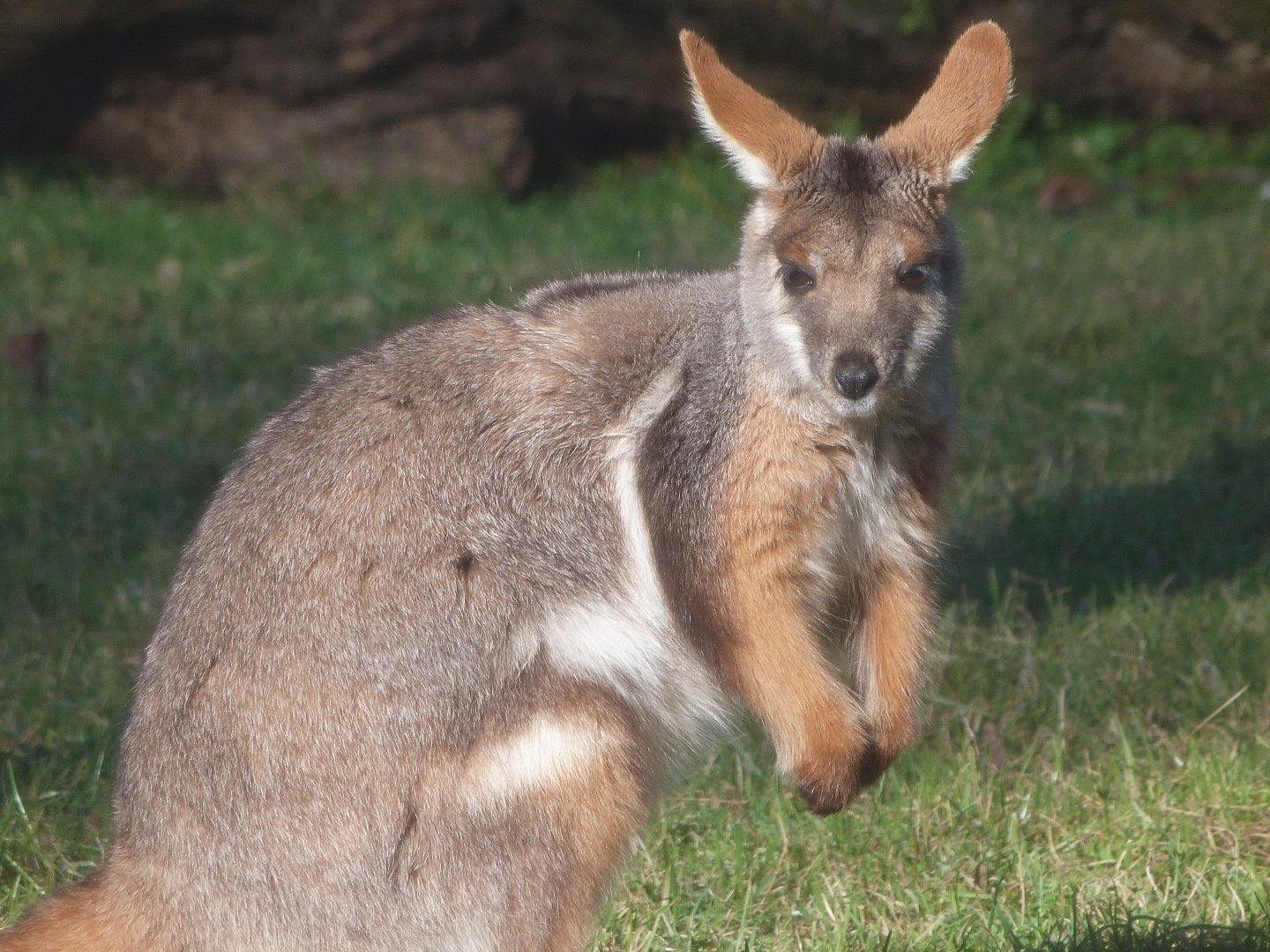 Yellow-footed rock wallaby -Zoo Aquarium de Madrid (2025)
