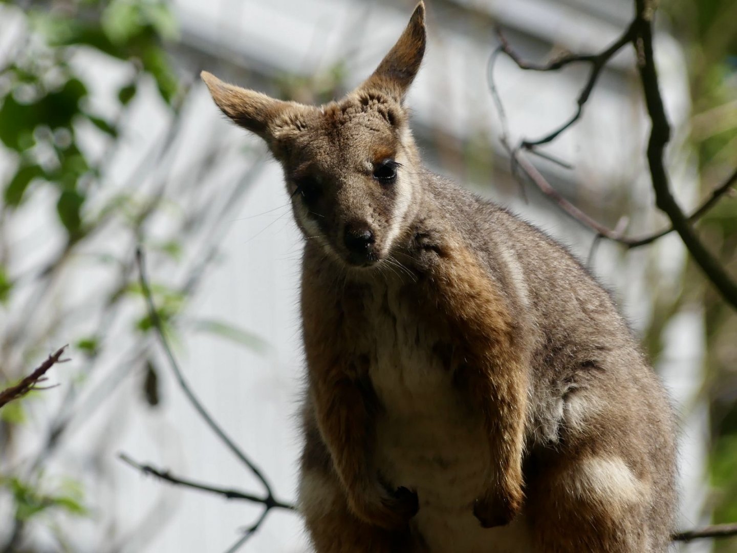 Yellow Footed Rock Wallaby - Zoo København - 26.05.25