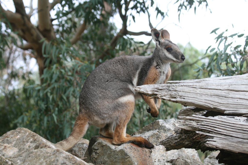 Yellow-footed Rock Wallaby