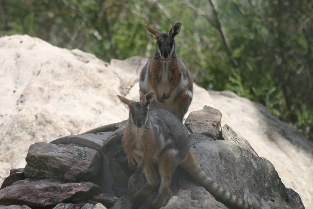 Yellow-footed Rock Wallaby