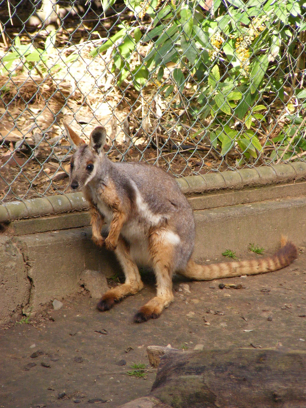 Yellow Footed Rock Wallaby