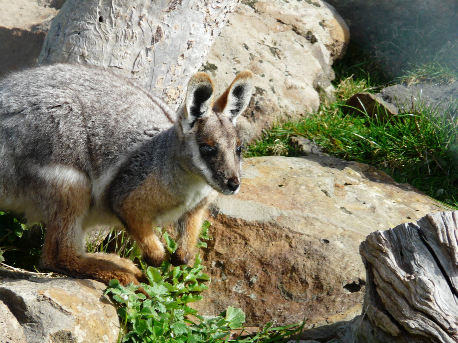Yellow-footed rock-wallaby