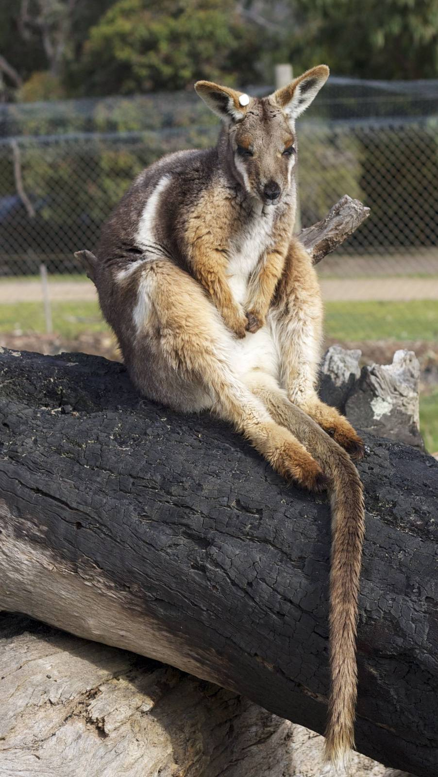 Yellow-footed rock-wallaby