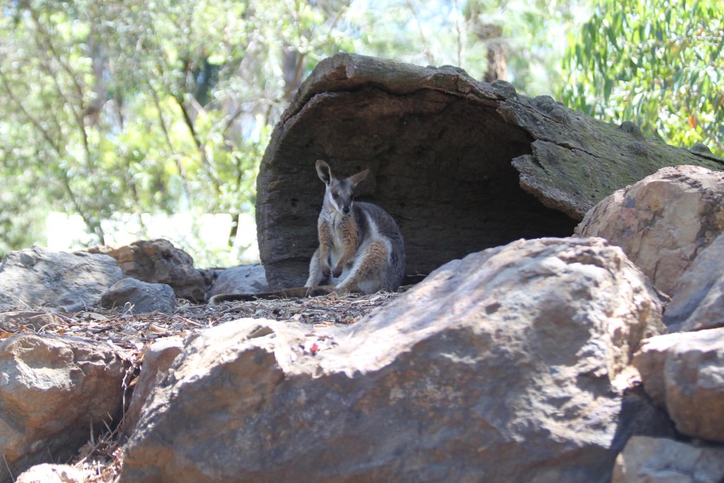 Yellow-footed Rock Wallaby