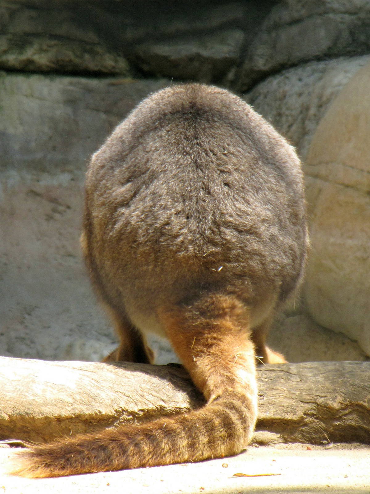 Yellow-footed Rock Wallaby