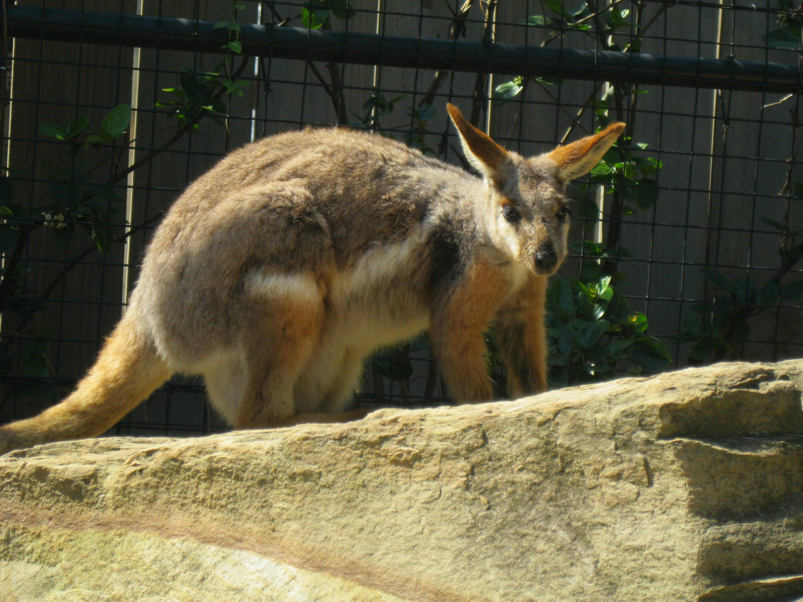 Yellow-Footed Rock Wallaby